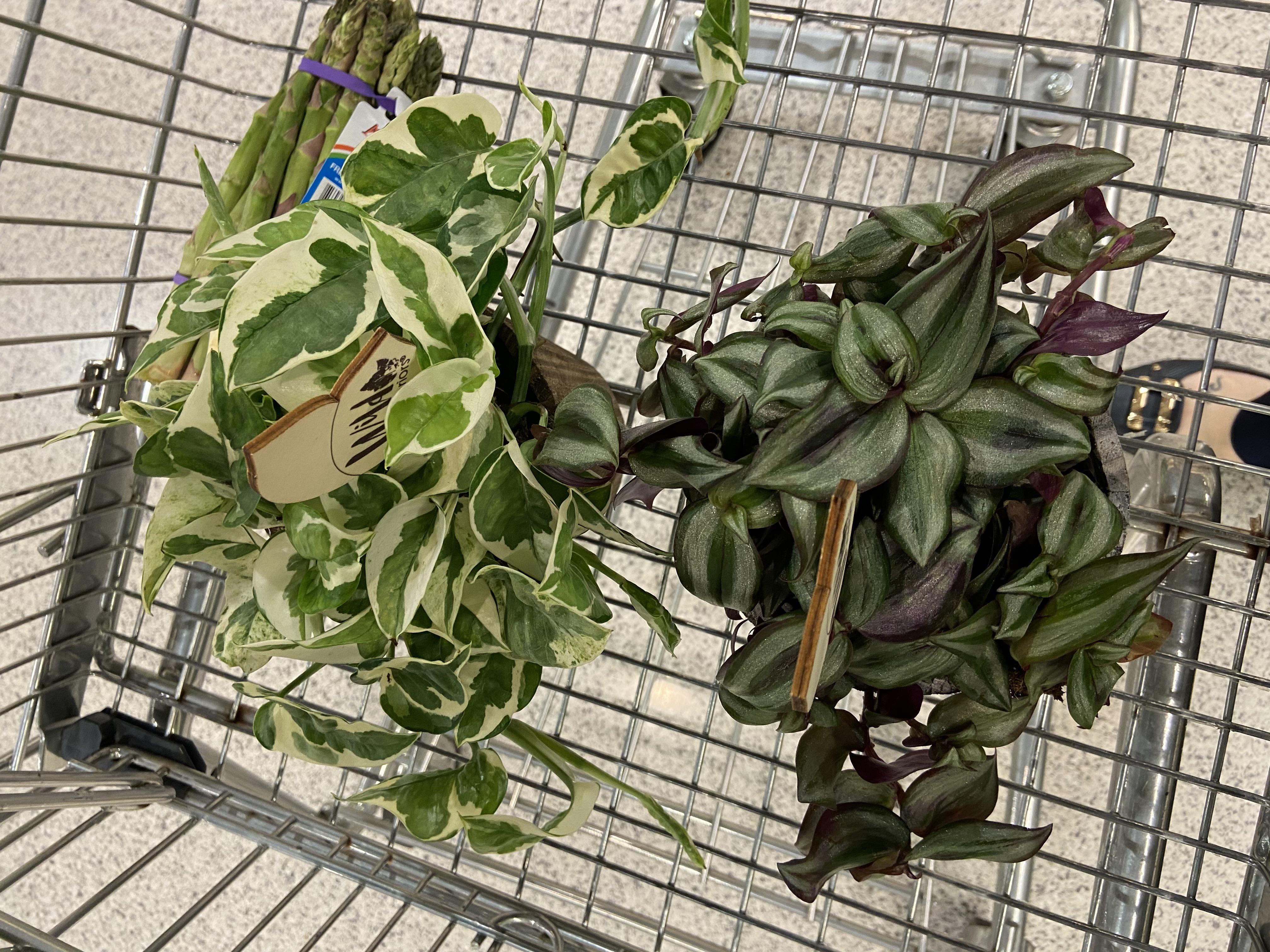 My Publix has the BEST plants. r/houseplants