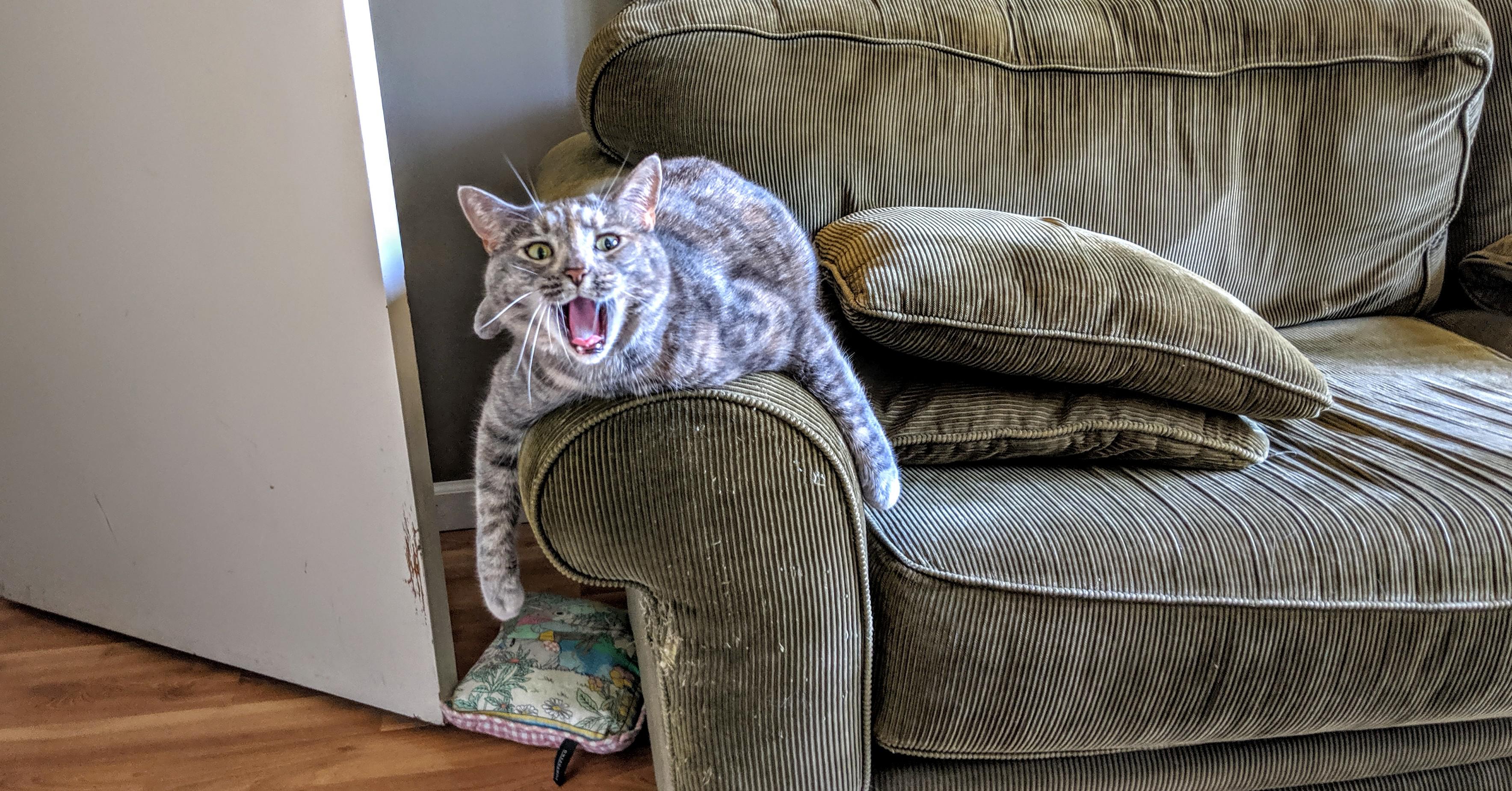 Say aww! r/aww