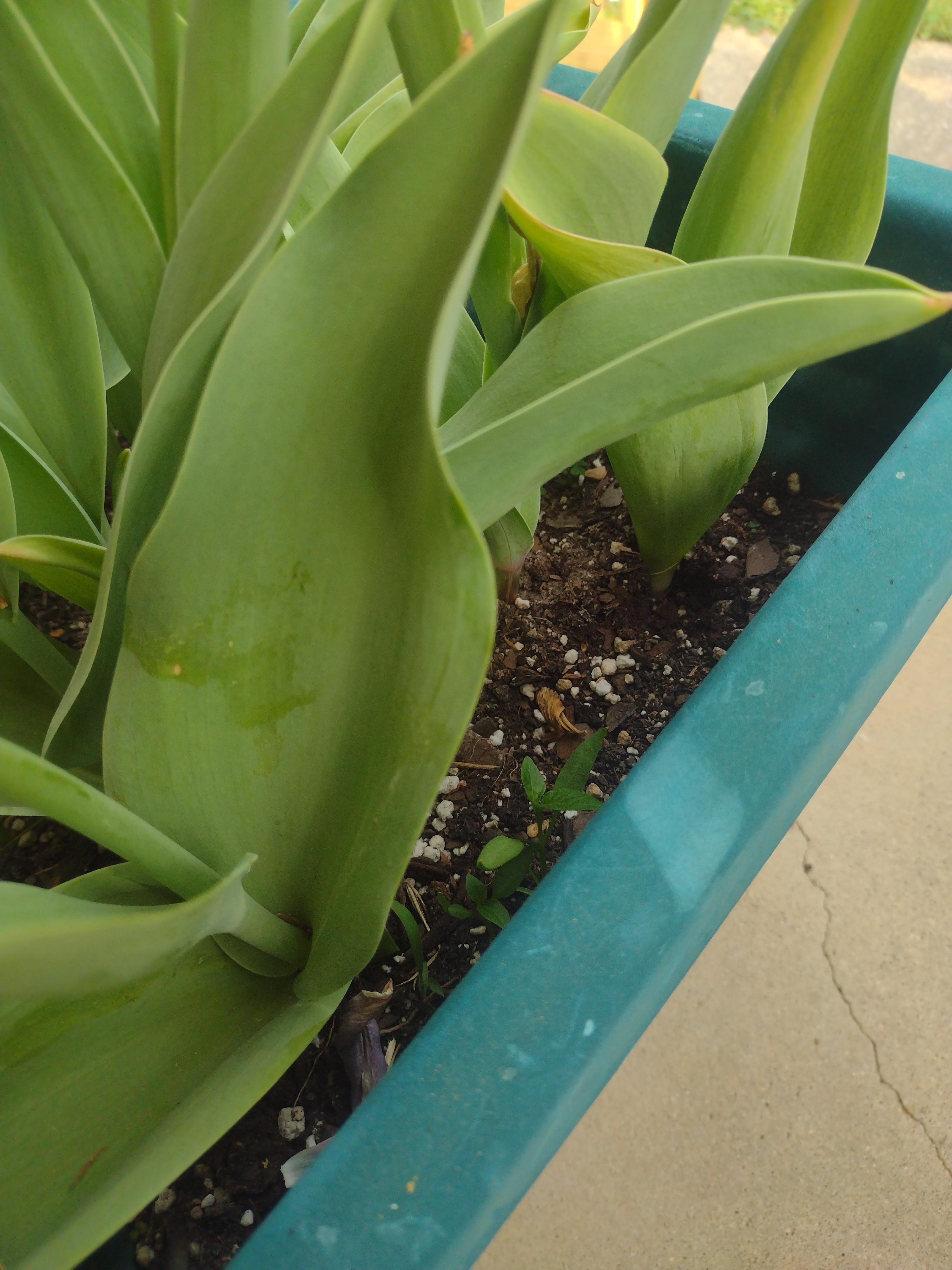 I put seeds from dried chili peppers in my compost over the winter, now