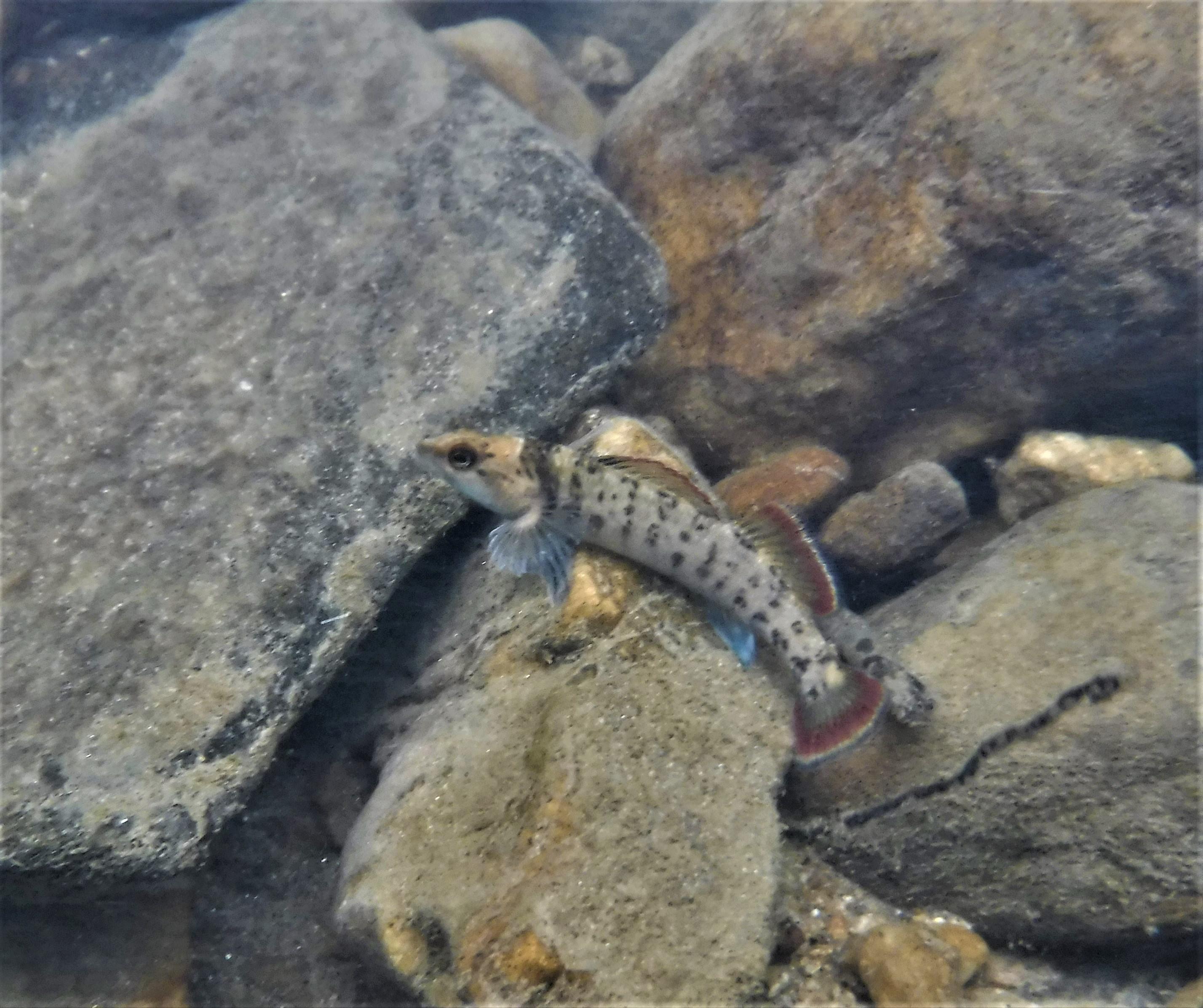 (bad pic) The endangered Etowah Darter, only found in the upper Etowah