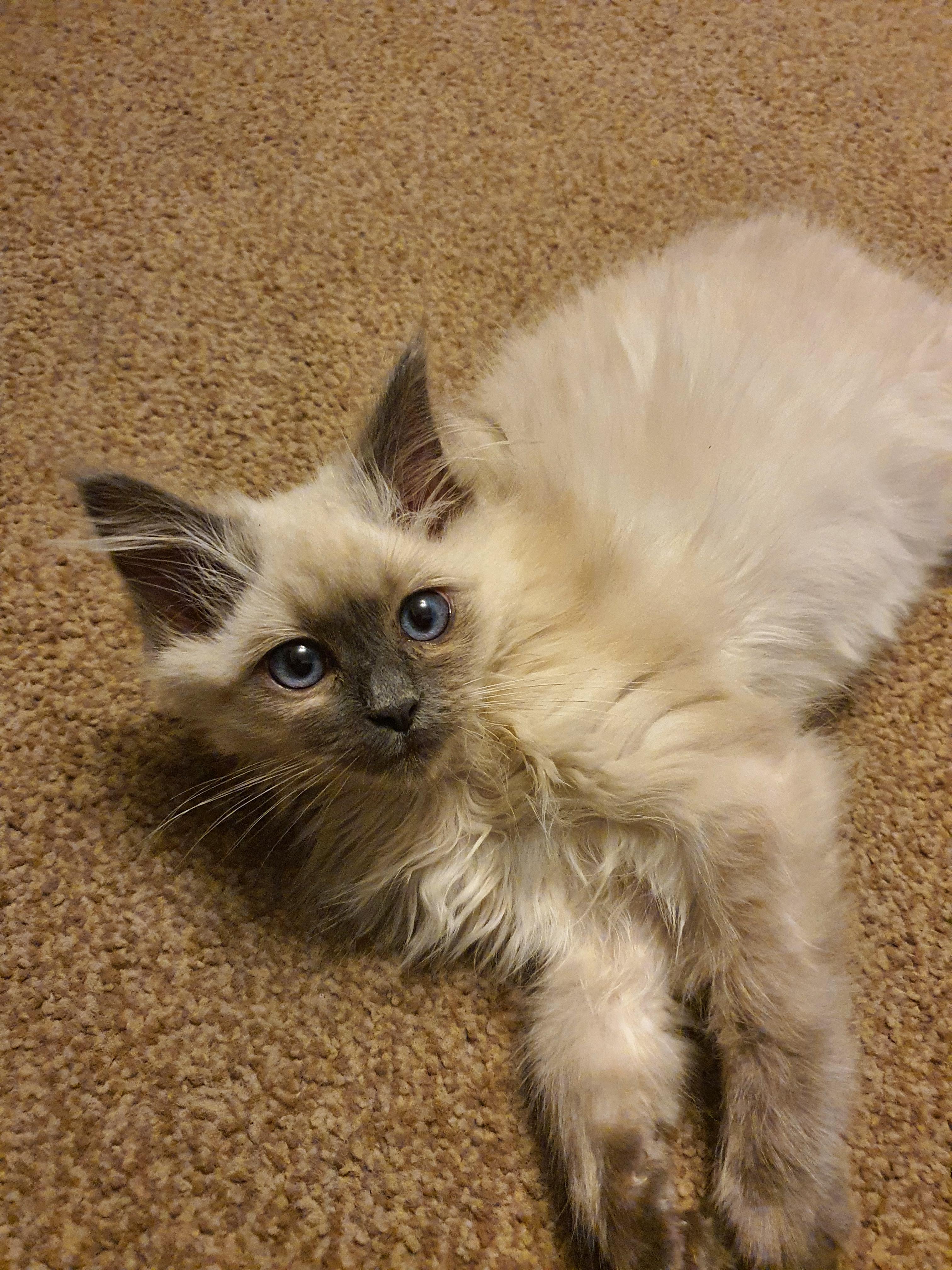 Meet Orion, 3 months old and picked him up today. Has not stopped