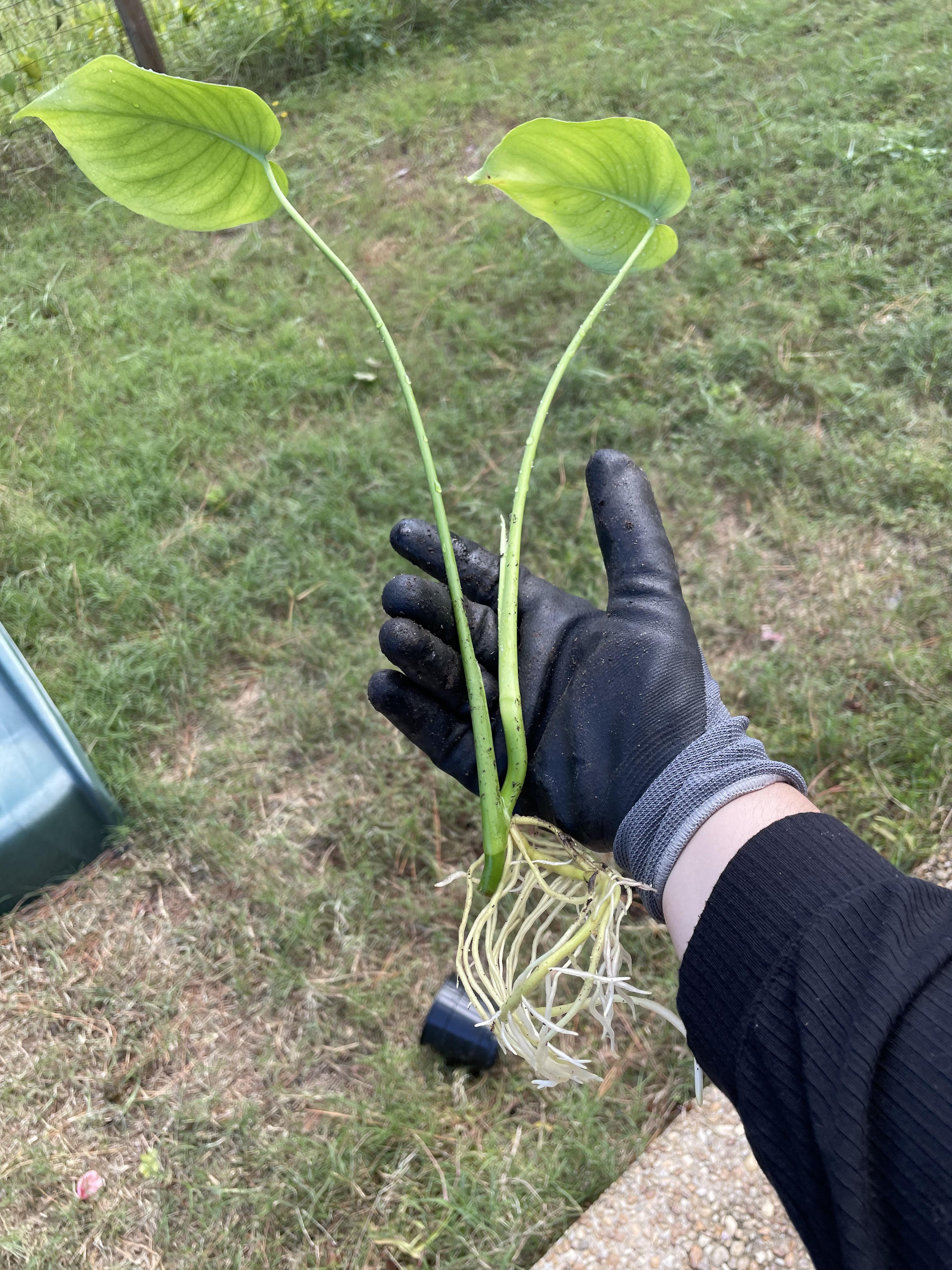 Finally got around to potting my propagated monstera cutting and it
