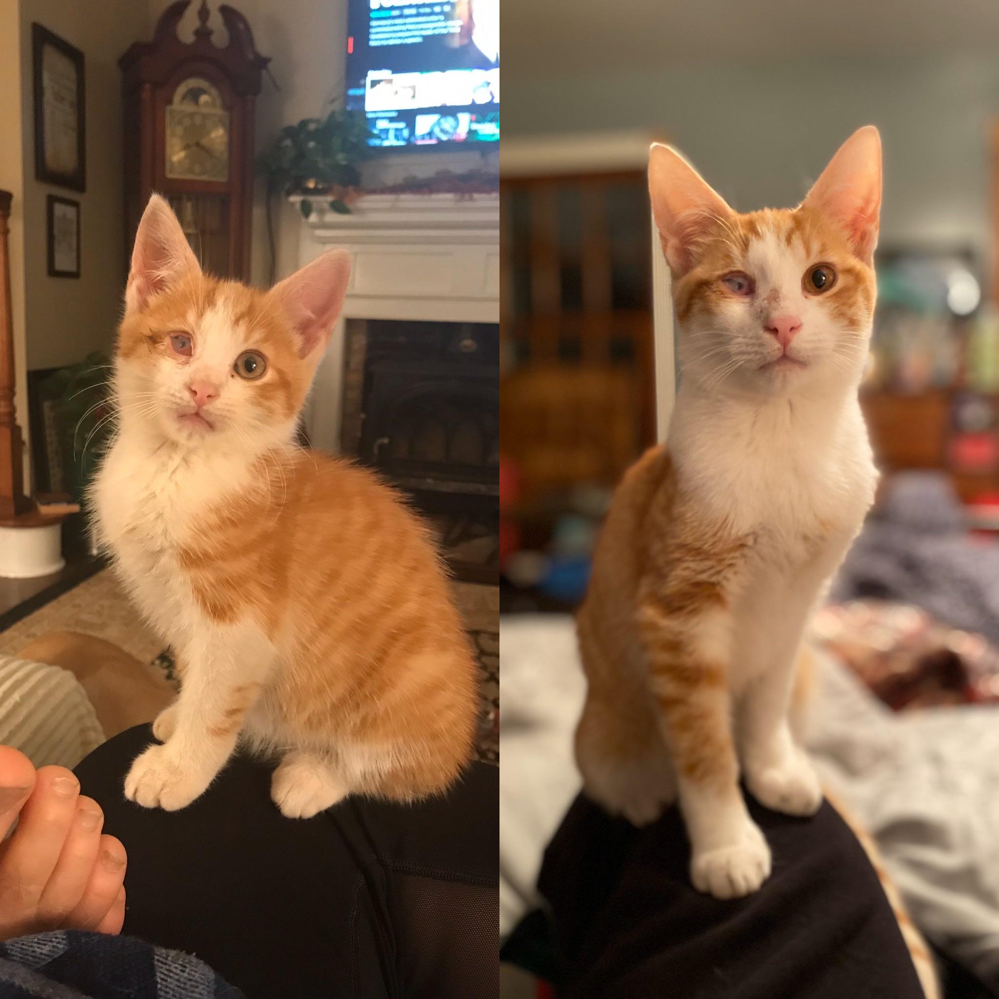 My boy Popeye — October 2019 / February 2020. r/cats