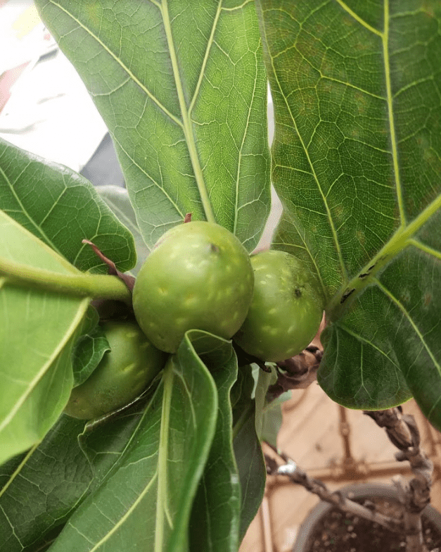 Fiddle Leaf Figs FRUIT?! Found this floating around on Instagram. Has
