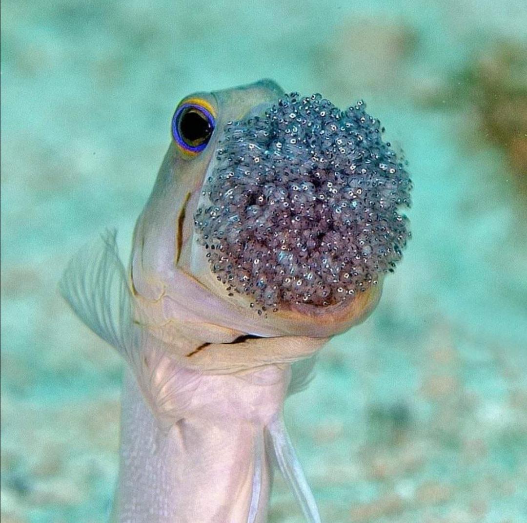 Fish With Eggs In Mouth