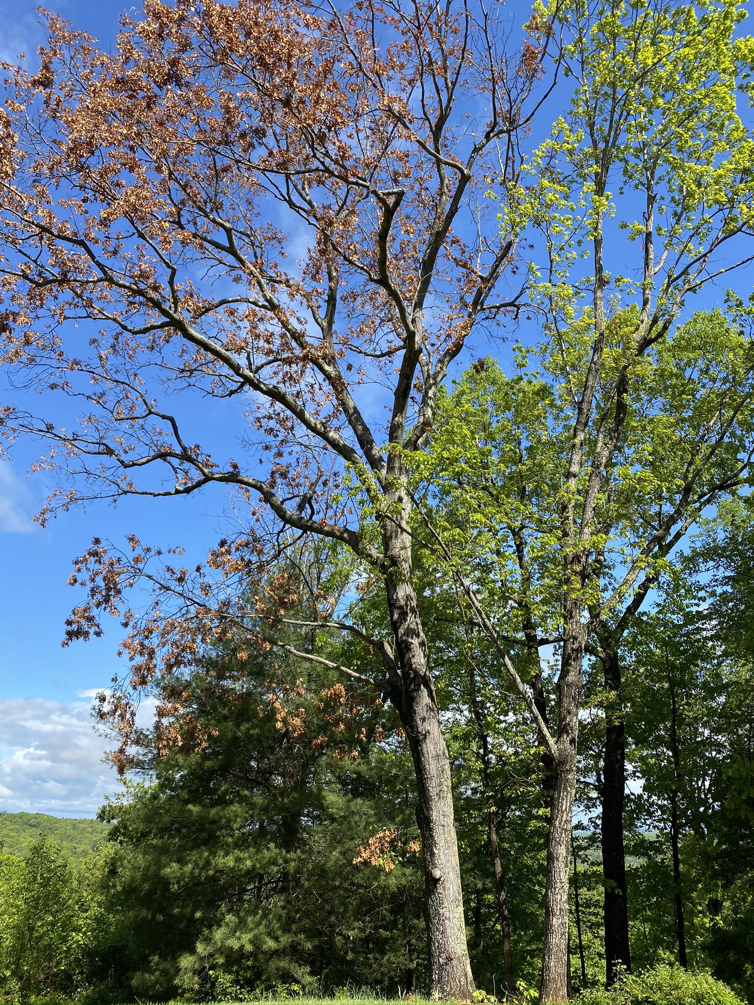 Is this Oak tree dead? Or is this a case of marcescence? r/landscaping