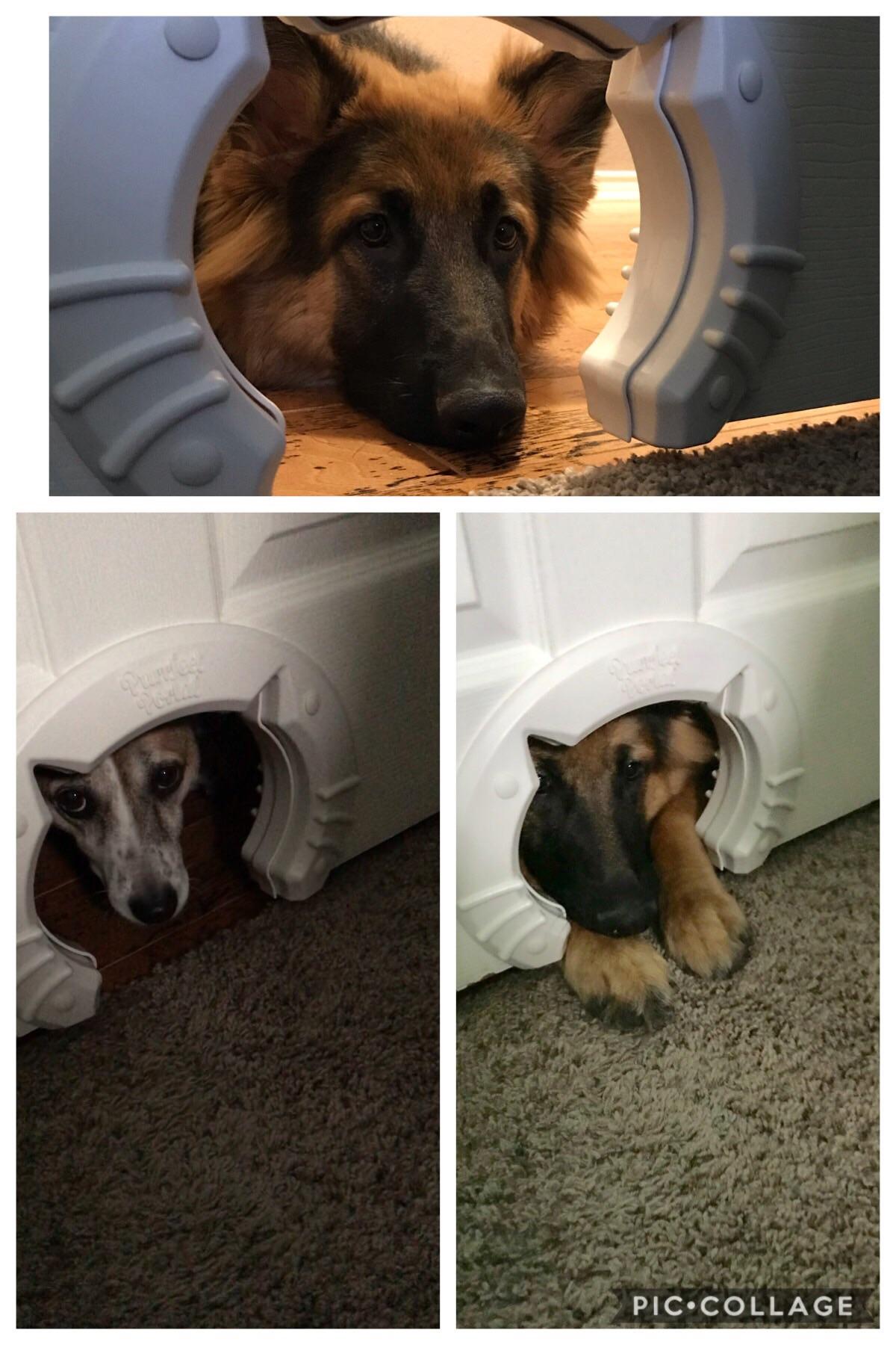 Maybe putting a cat door in my bedroom door wasn't the best idea. r/aww