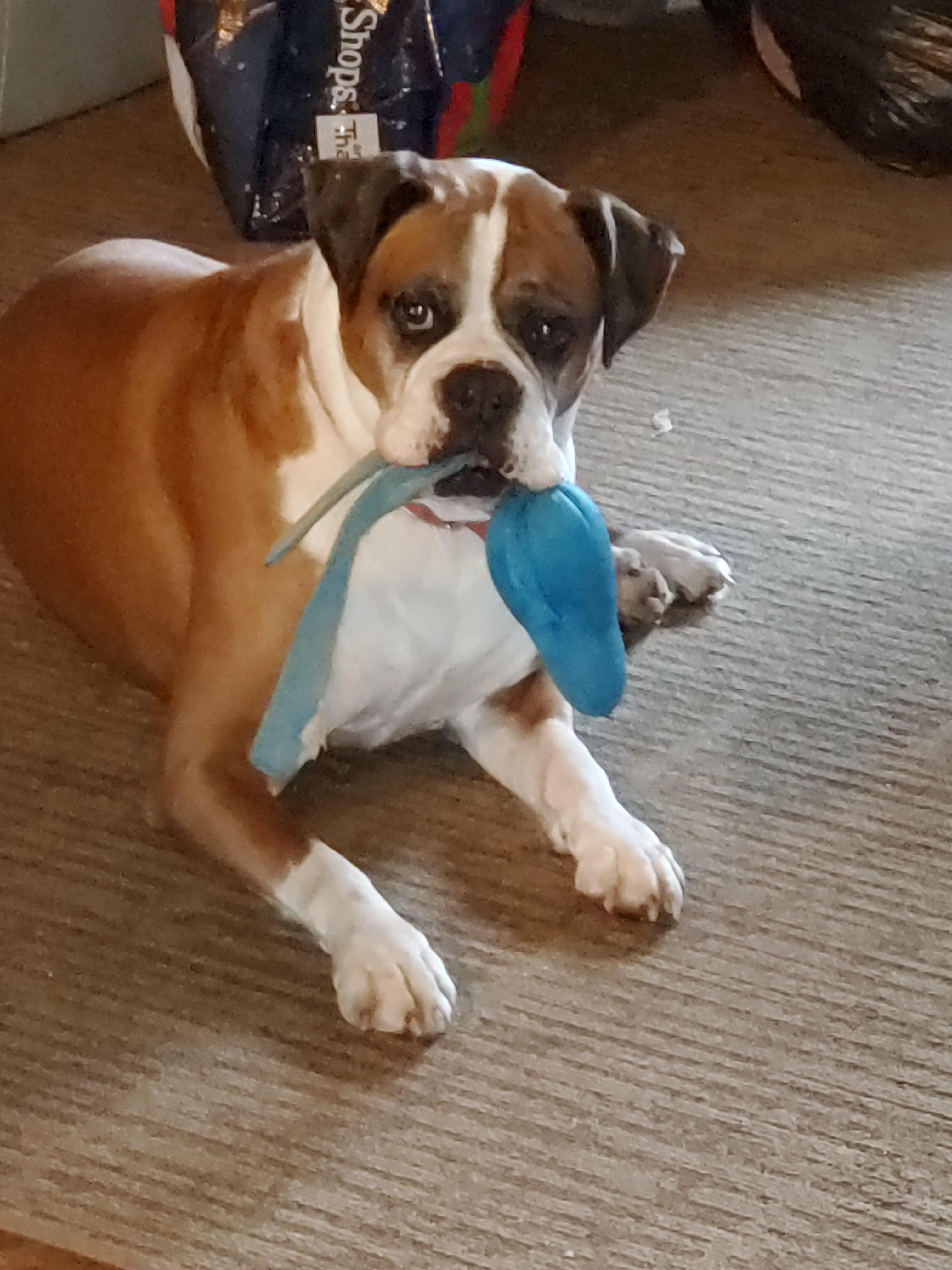 My dog just loves his toy r/EmKay