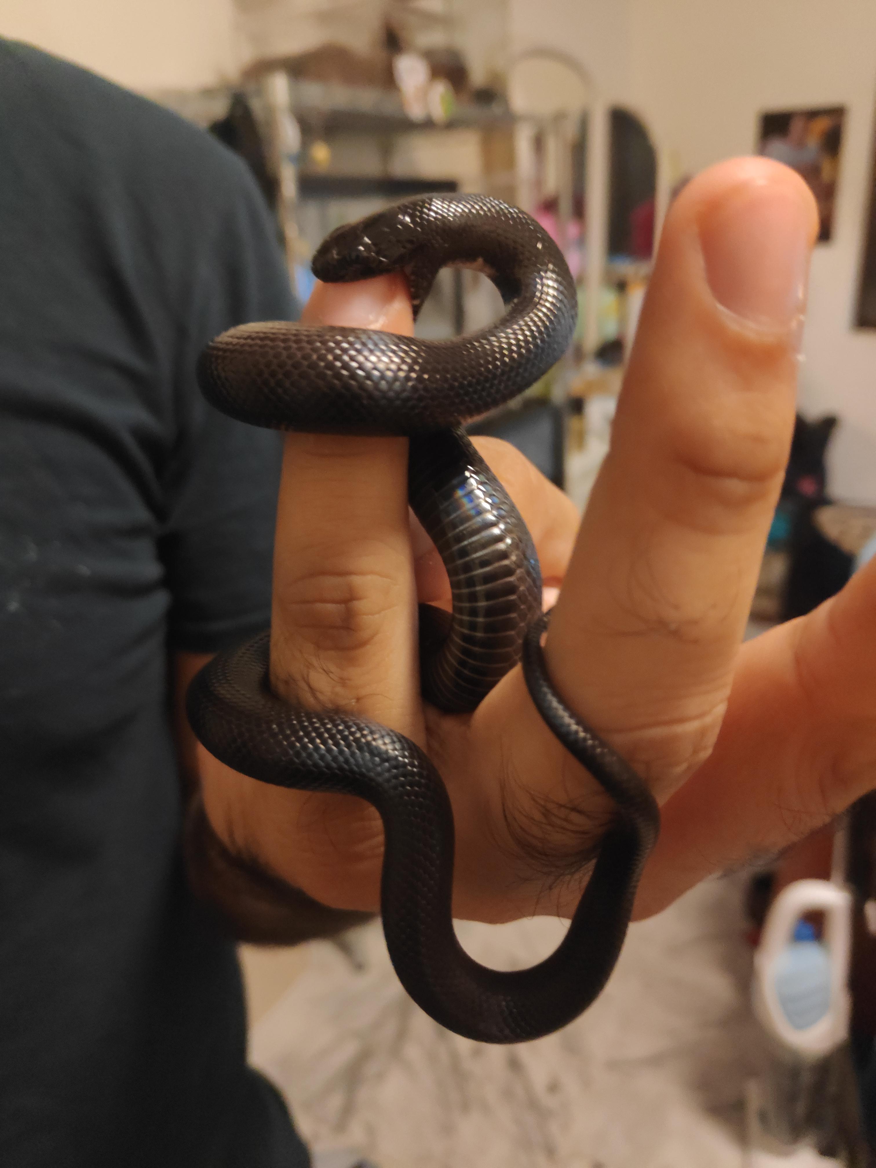 Bart's terrible twos. Where we start getting him used to being held... Off to a bitey start