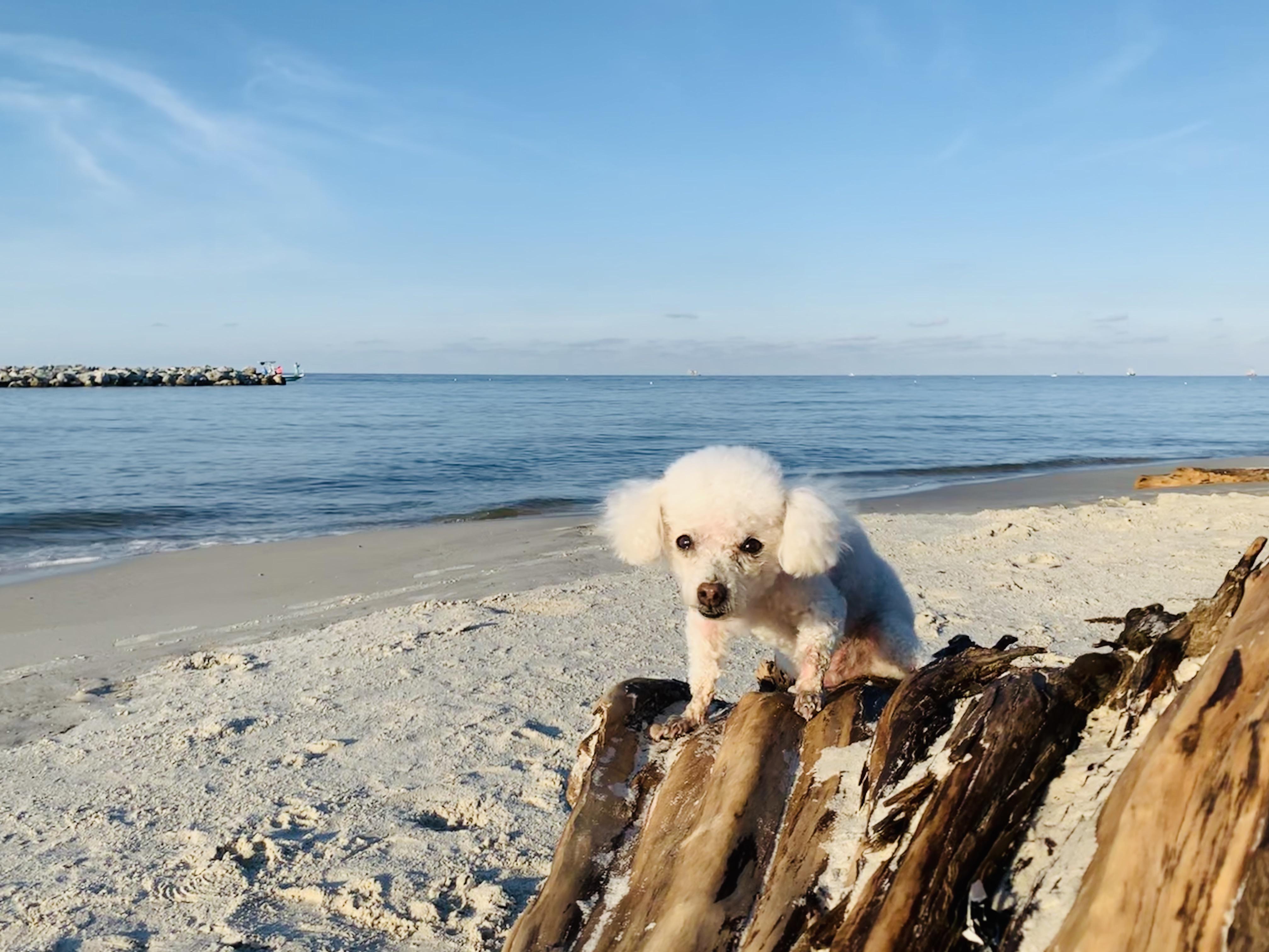 Thanks for all of the dog friendly beach We hit