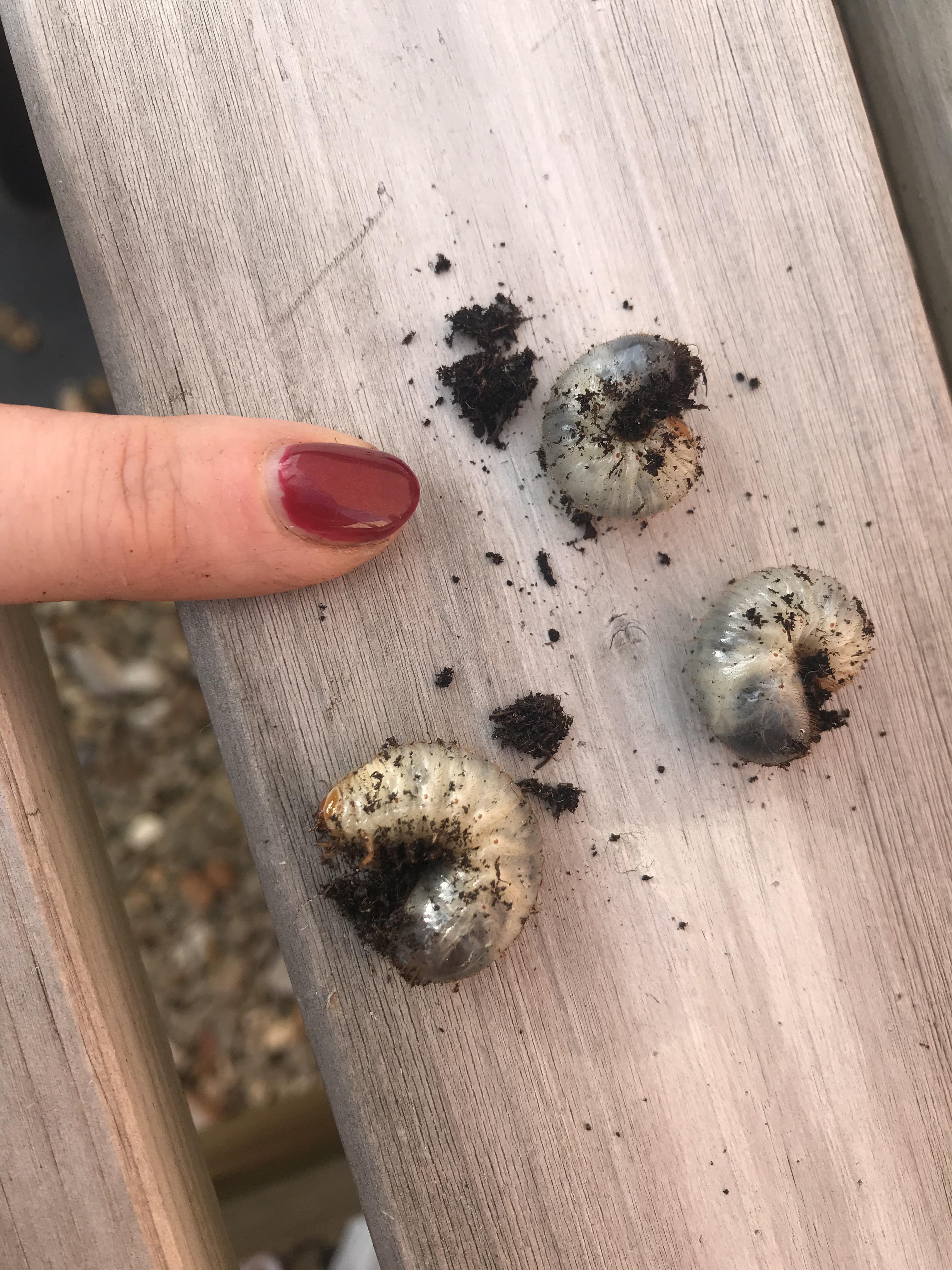 Found lots of these fat, slow grubs in my flower beds this year. Friend
