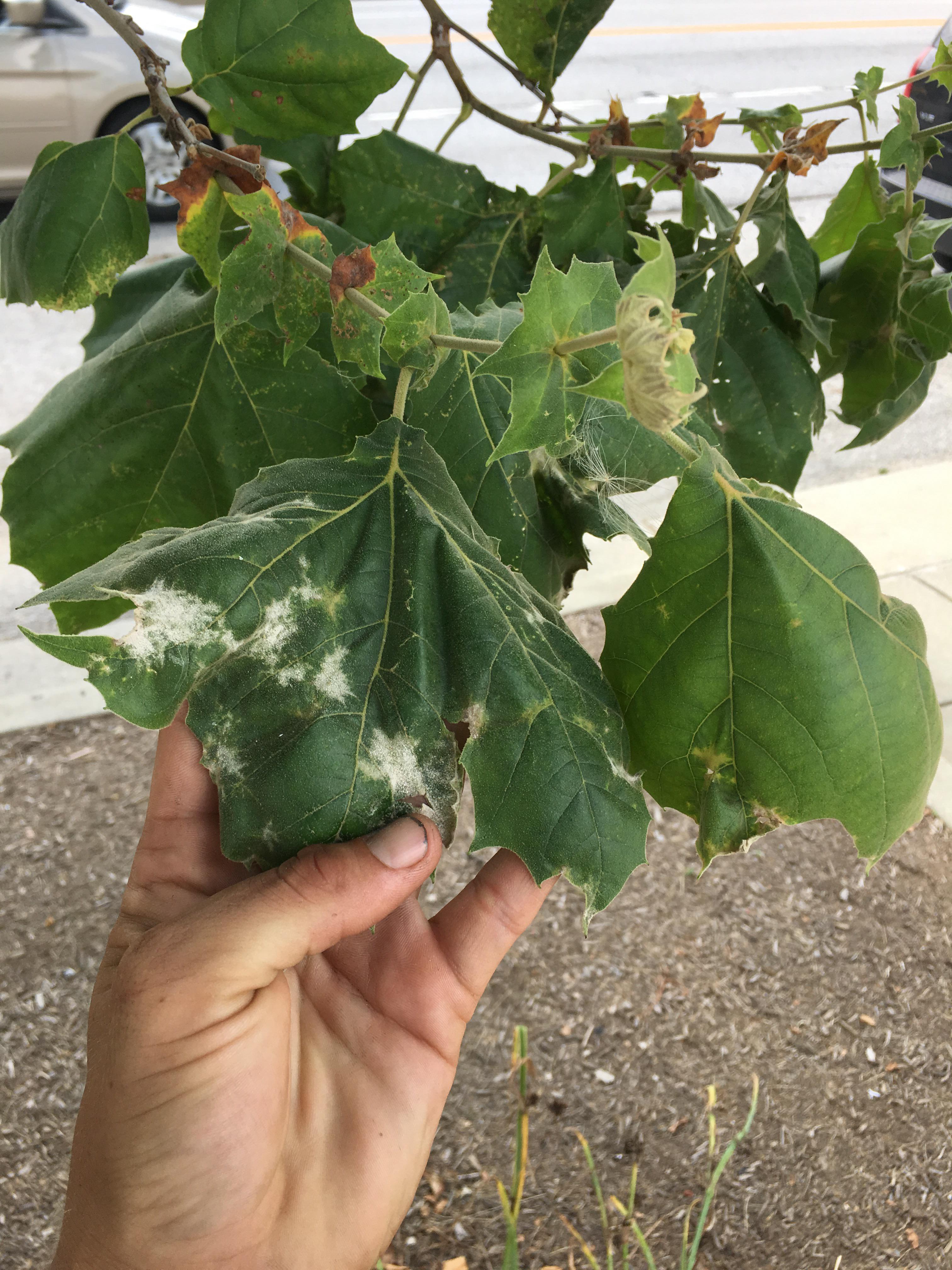 White growth on sycamore tree. r/plantclinic