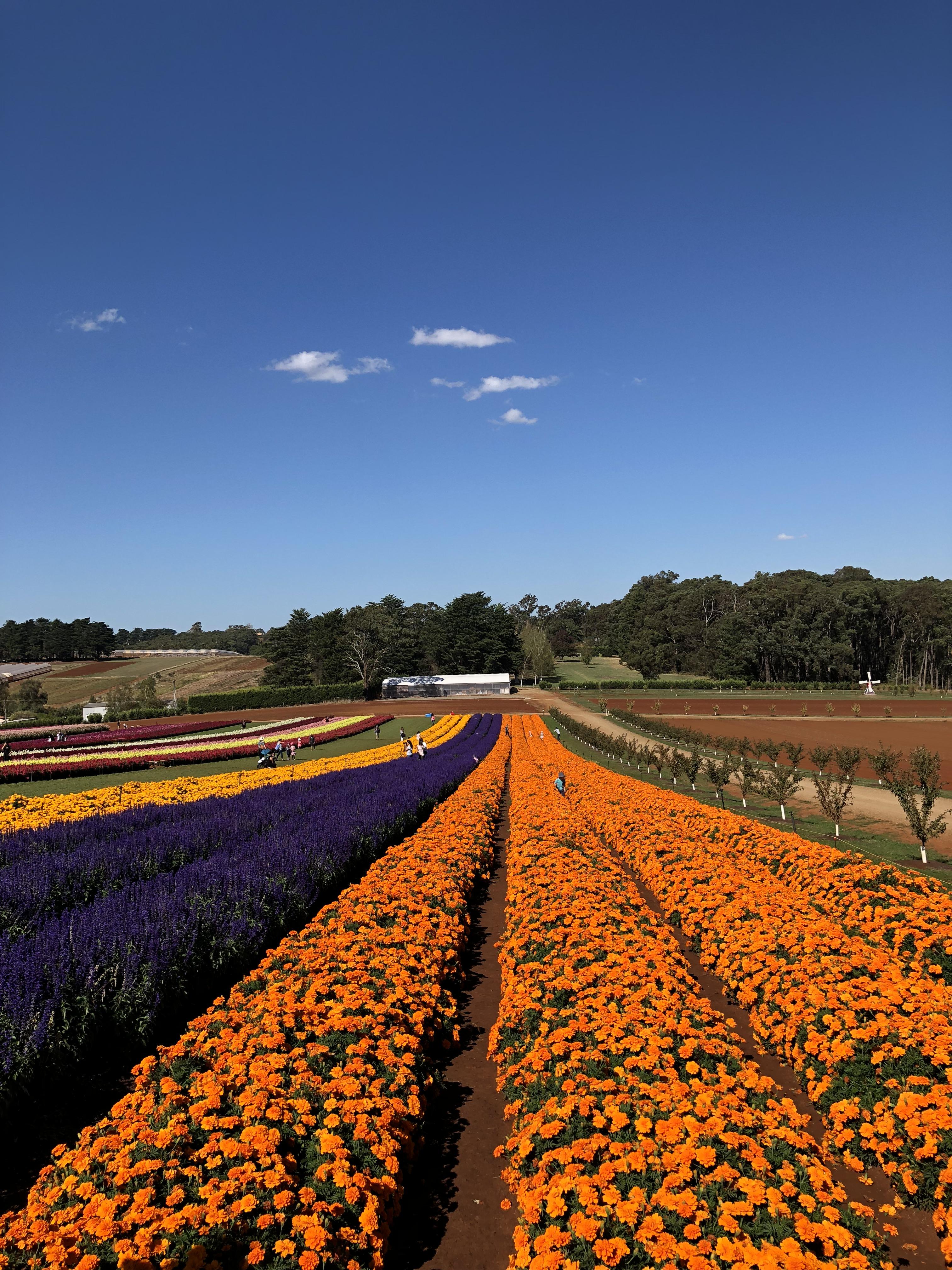 Tesselaar Tulip Farm on a sunny Melbourne day r/melbourne