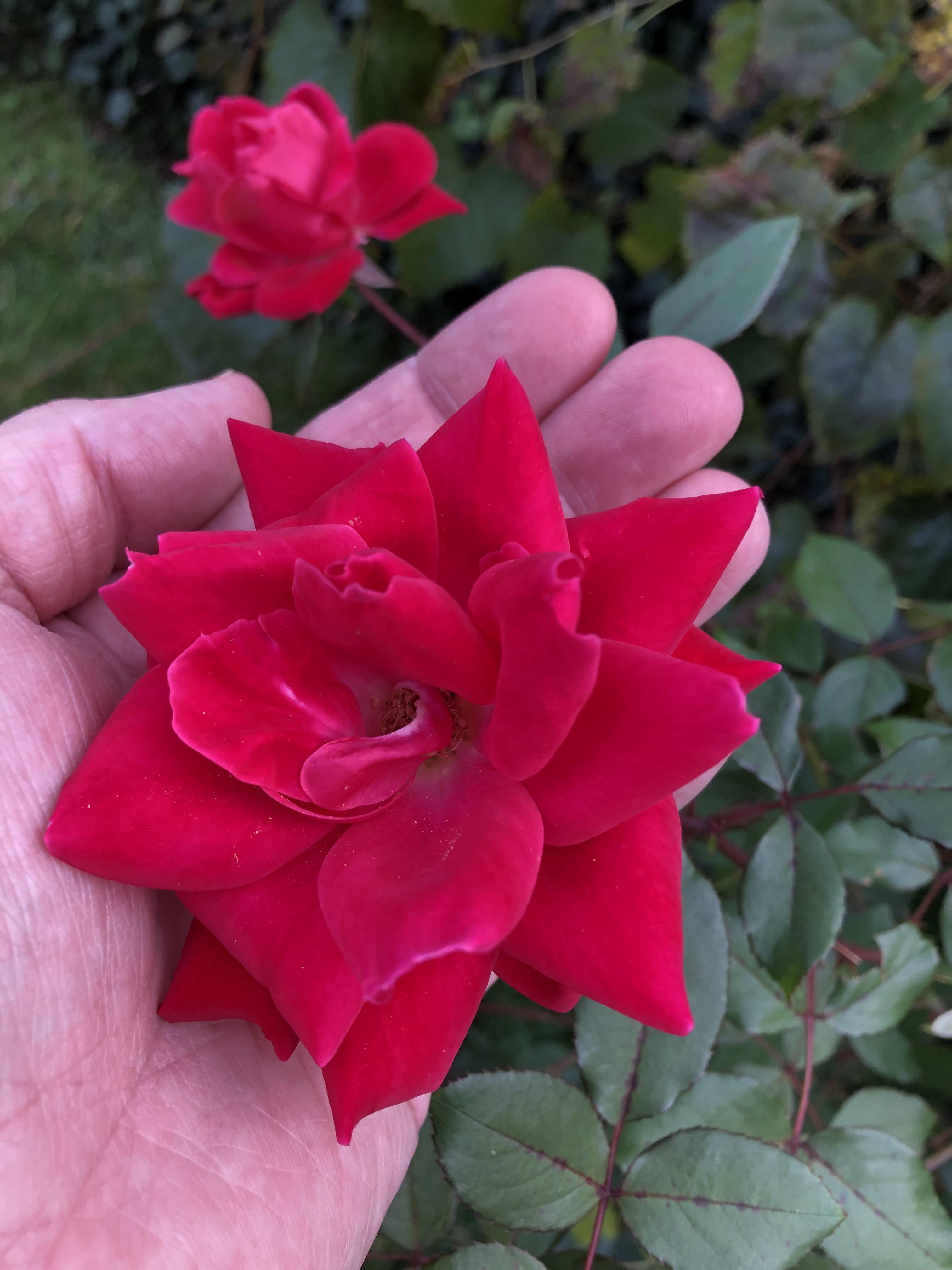 Rose bush in my yard is still producing beautiful blooms! r/flowers
