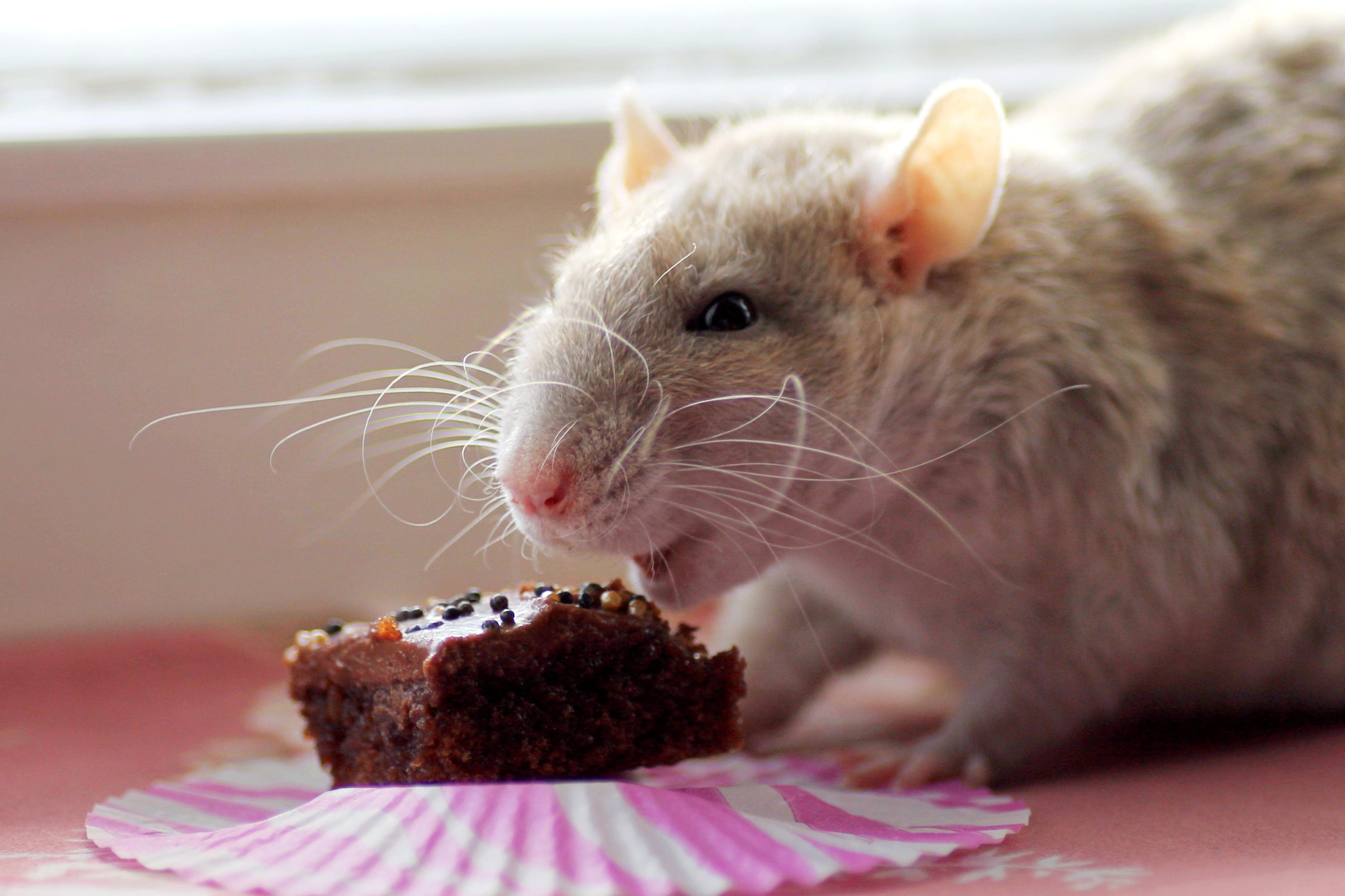 Birthday ratto and a small cake r/RATS