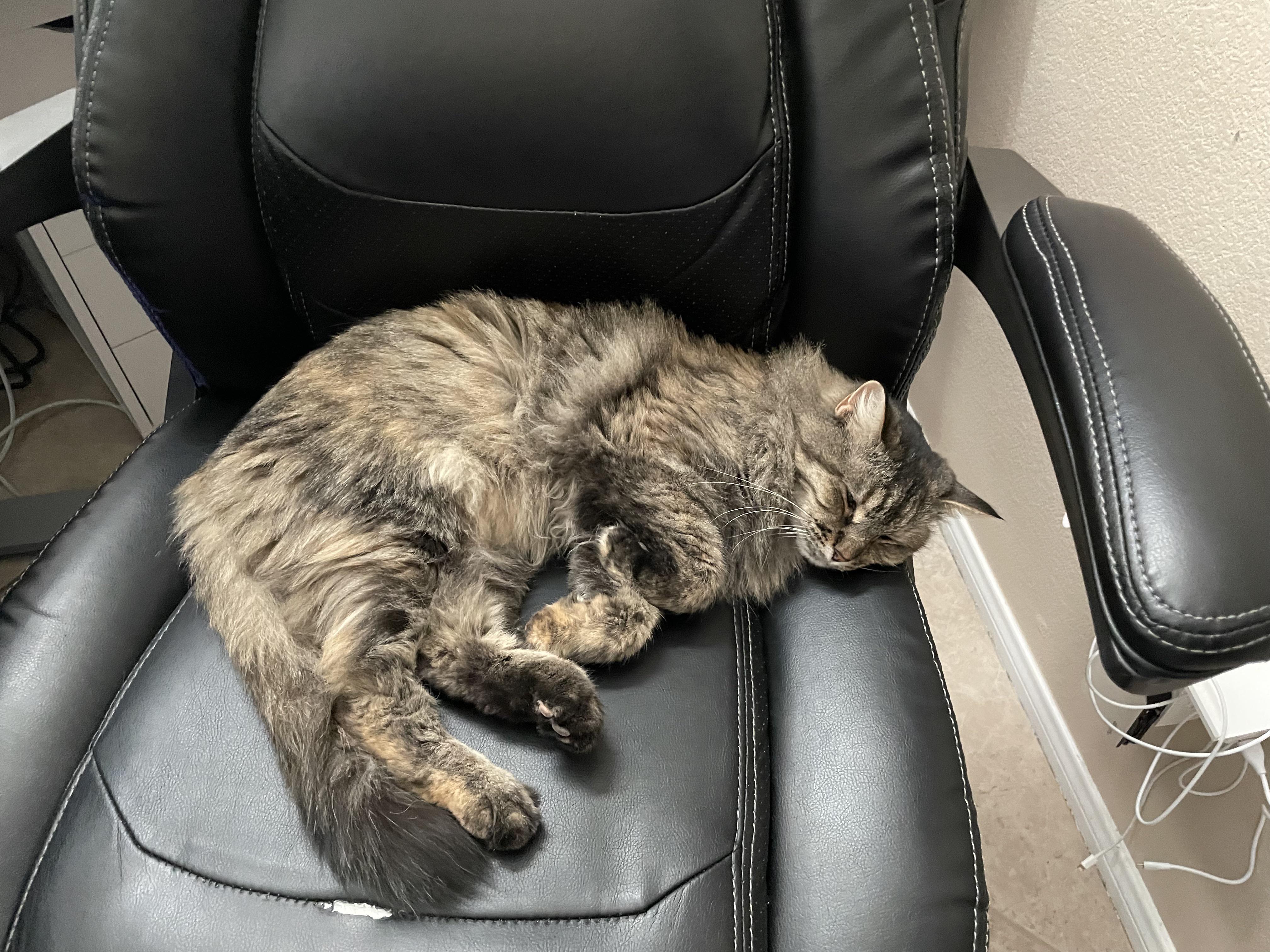 Why does my daughter’s cat keep stealing my chair? p r/cats