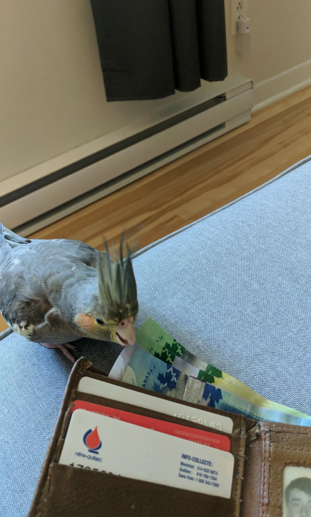 When they say caring for a bird is'nt expensive r/parrots