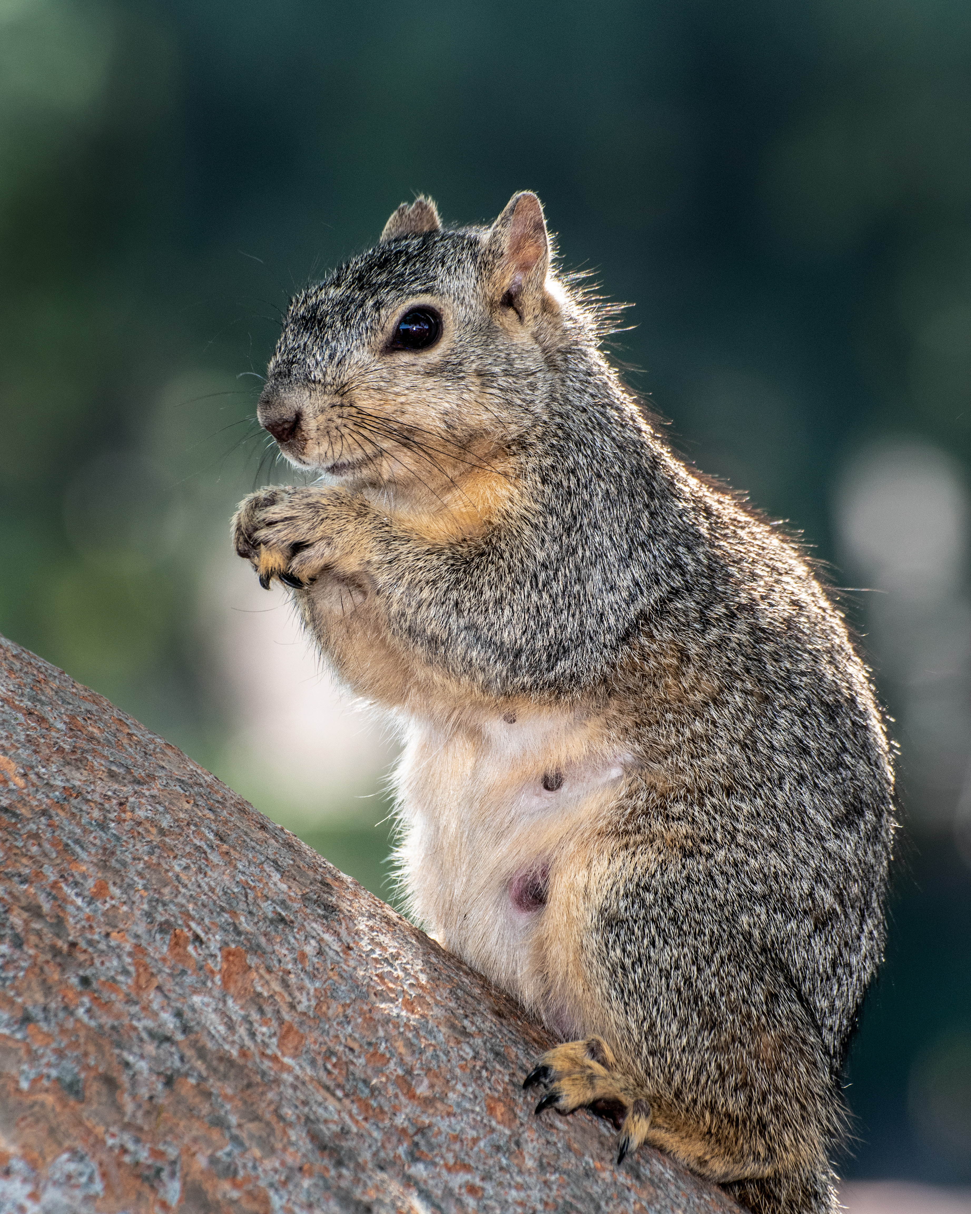 Mother Squirrel praying to her Gods. All she wants is that her babies