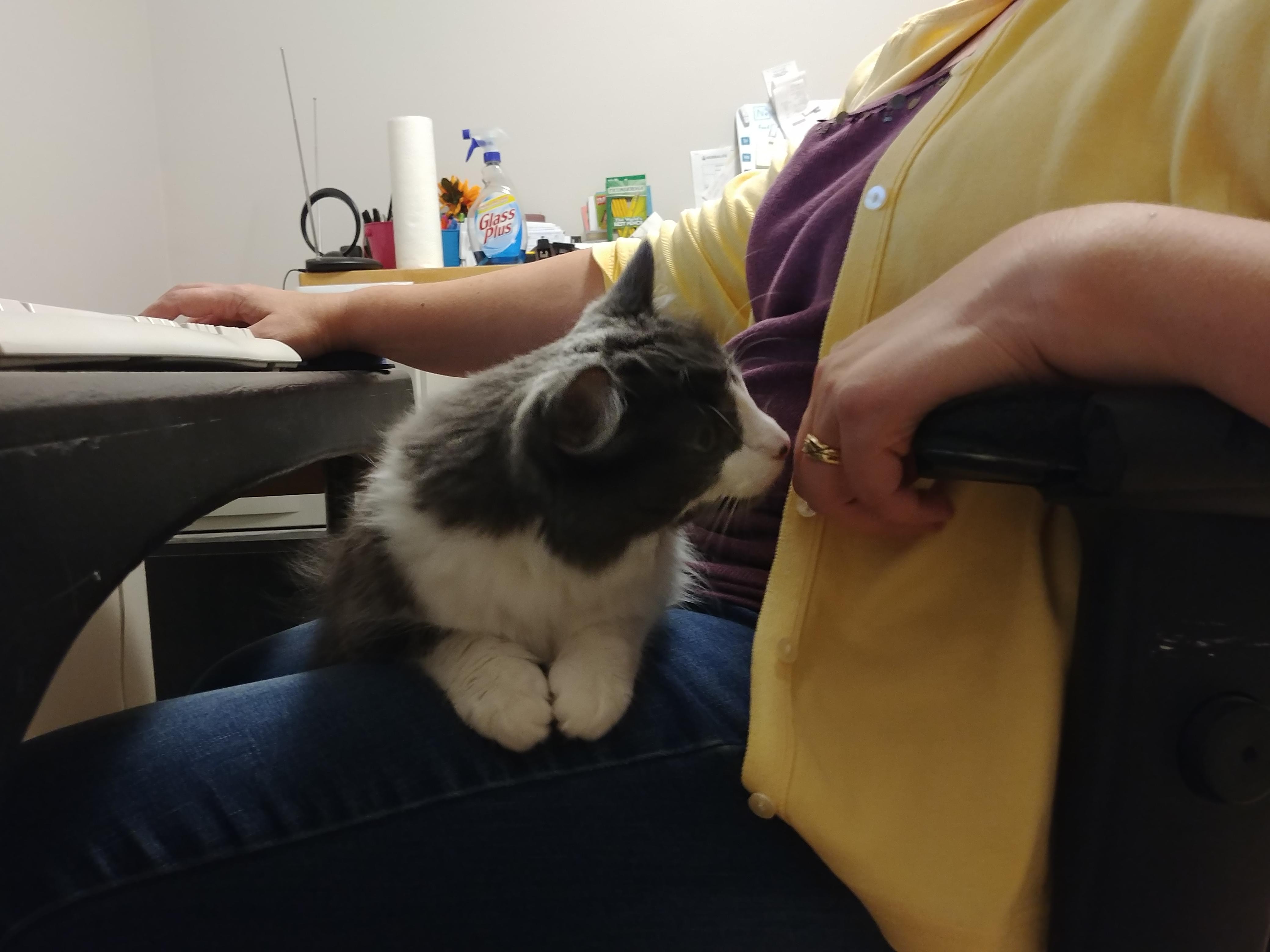 My cat loves my mom. My mom tolerates my cat. r/cats