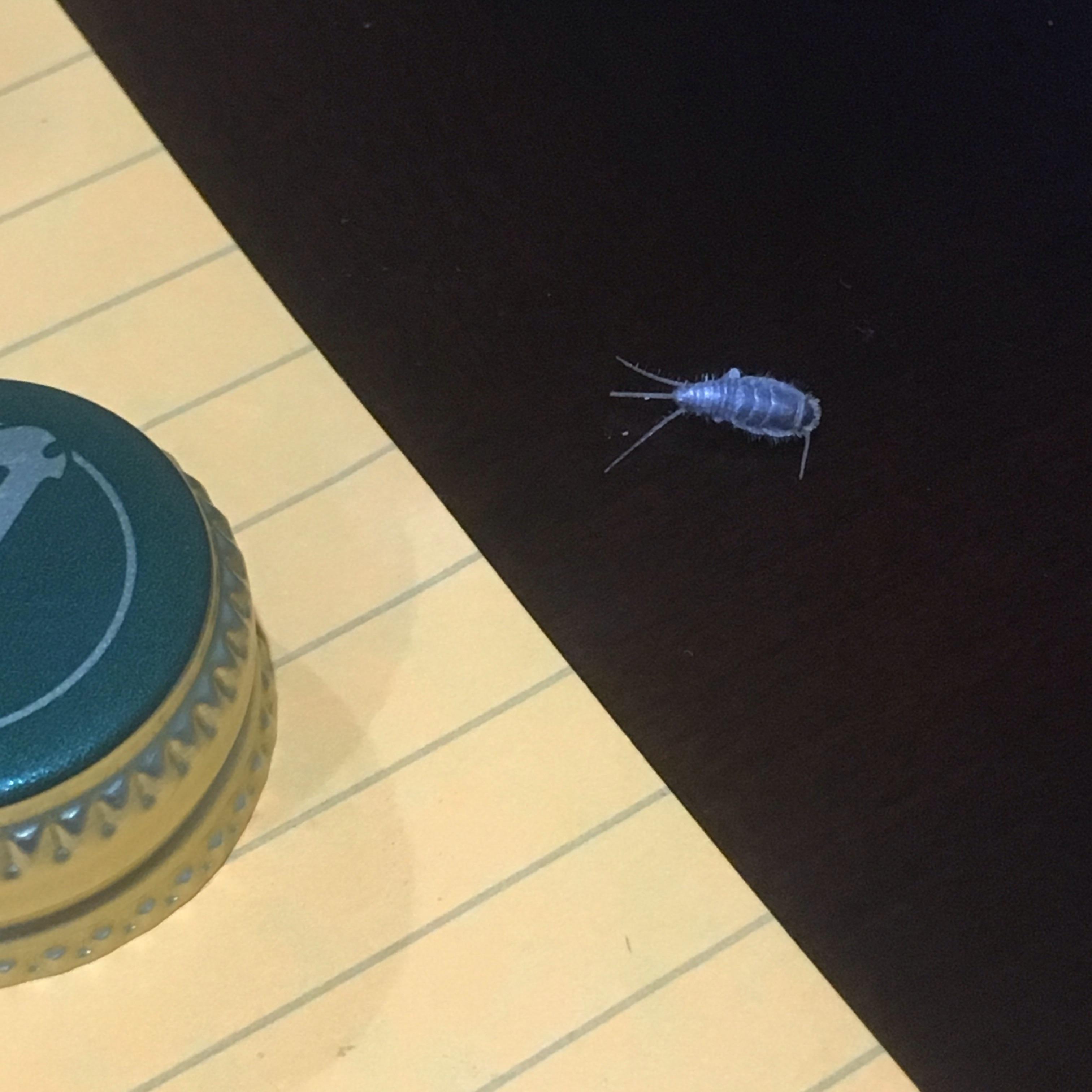 Can anyone tell me what kind of bug this is? I am based out of Southern California and found it