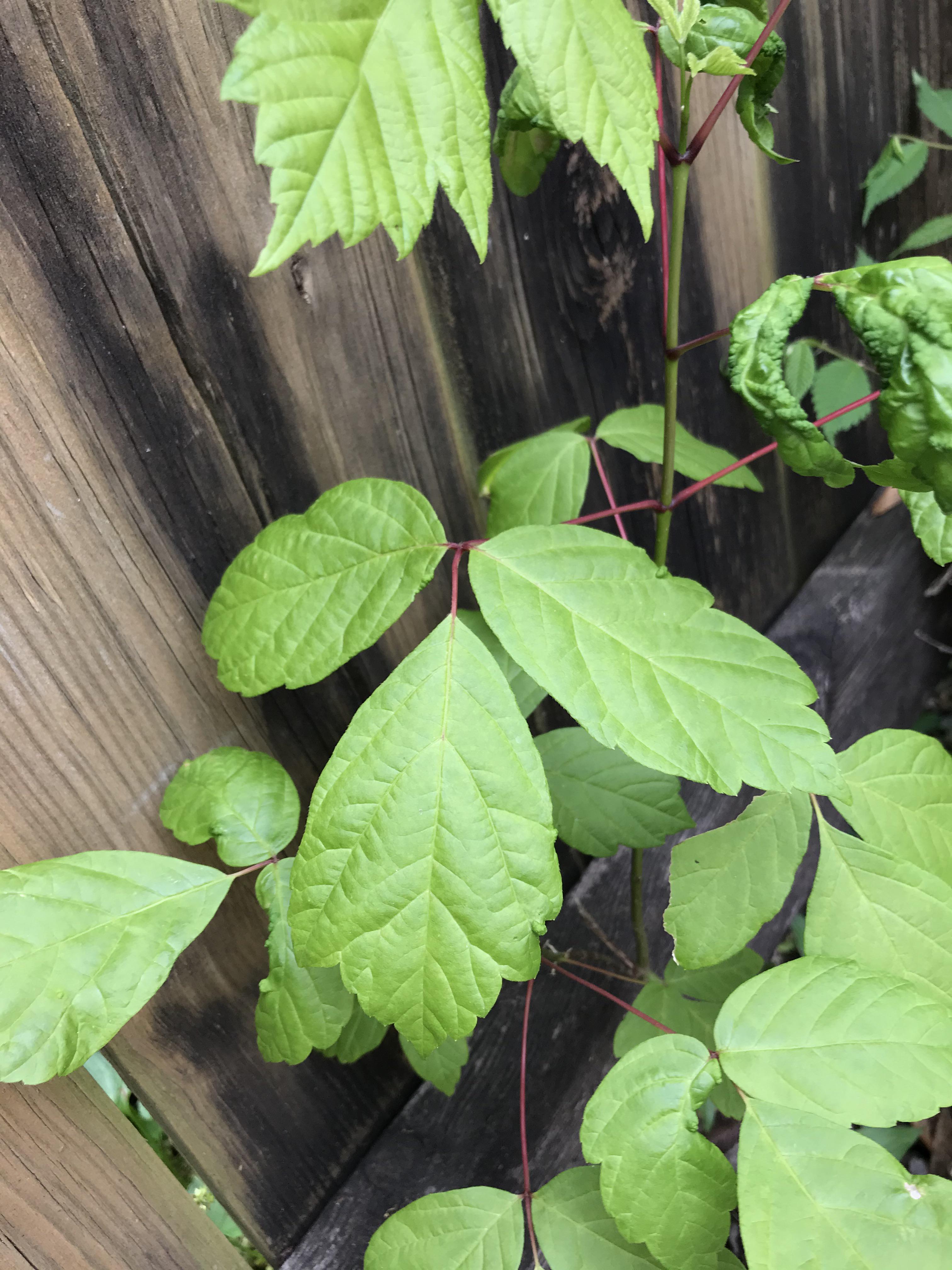 Plants That Look Like Poison Ivy But Arent