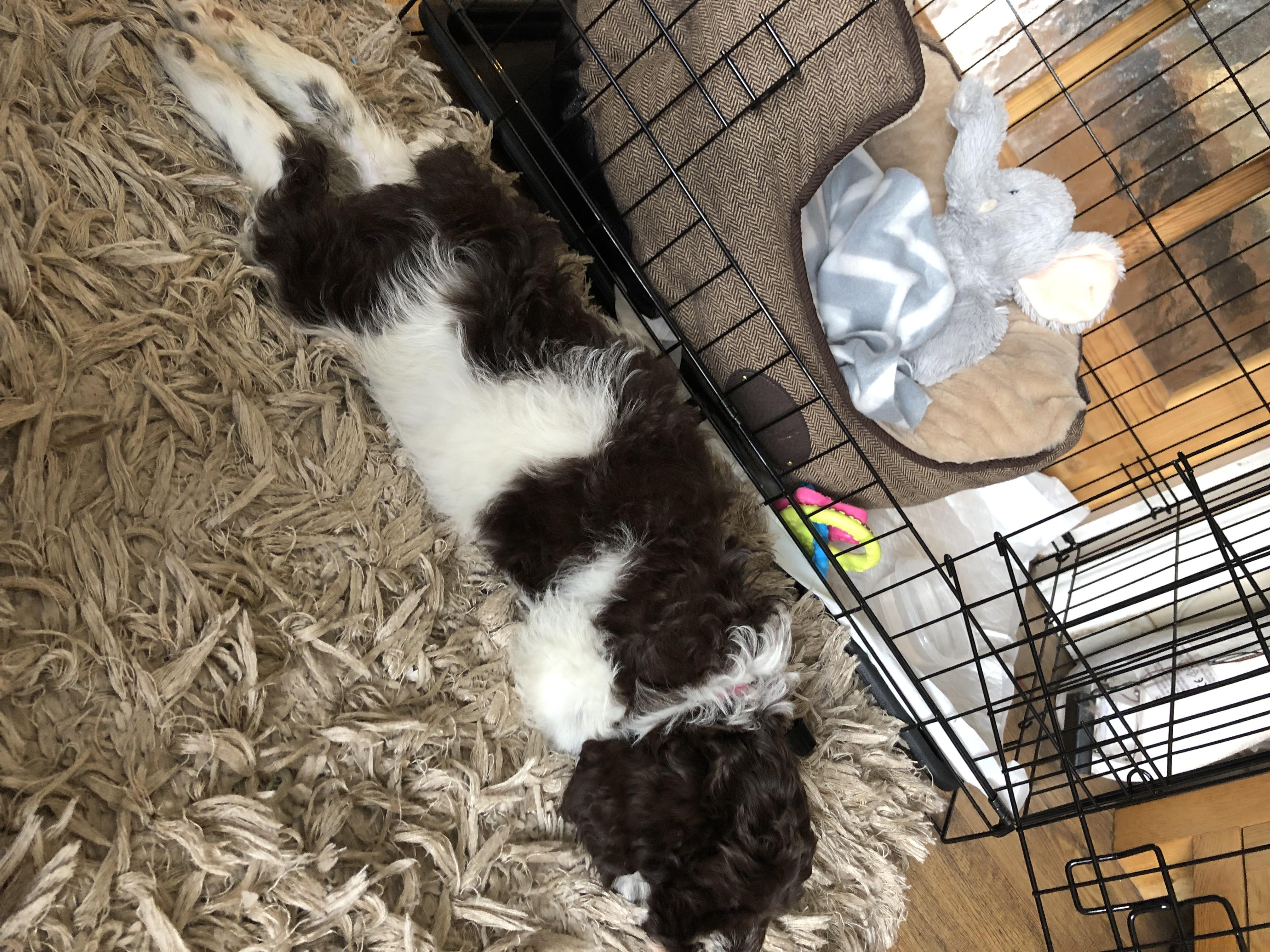 Reddit, meet our new 8 week old puppy! aww