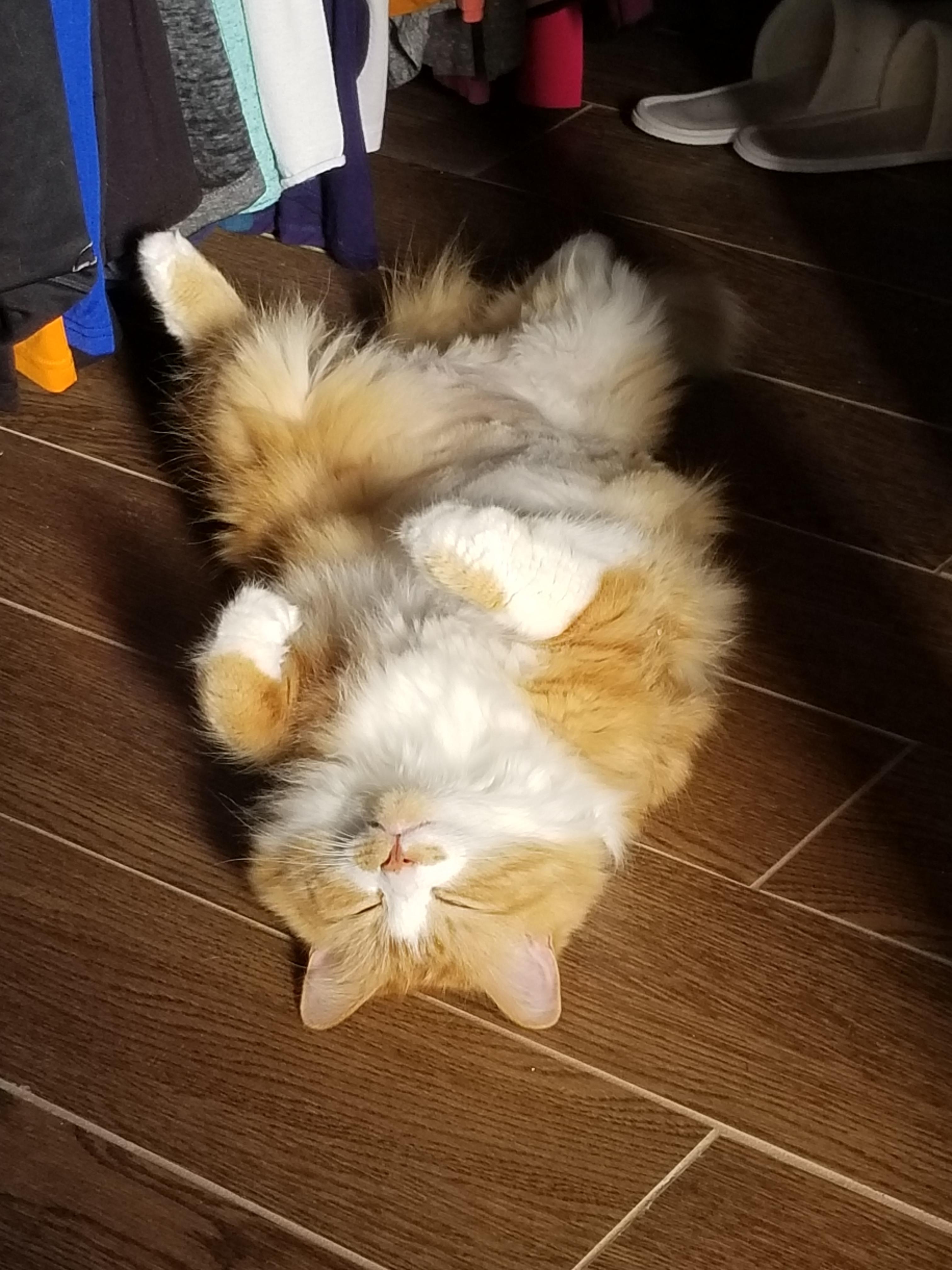 Cats love heated floors r/aww