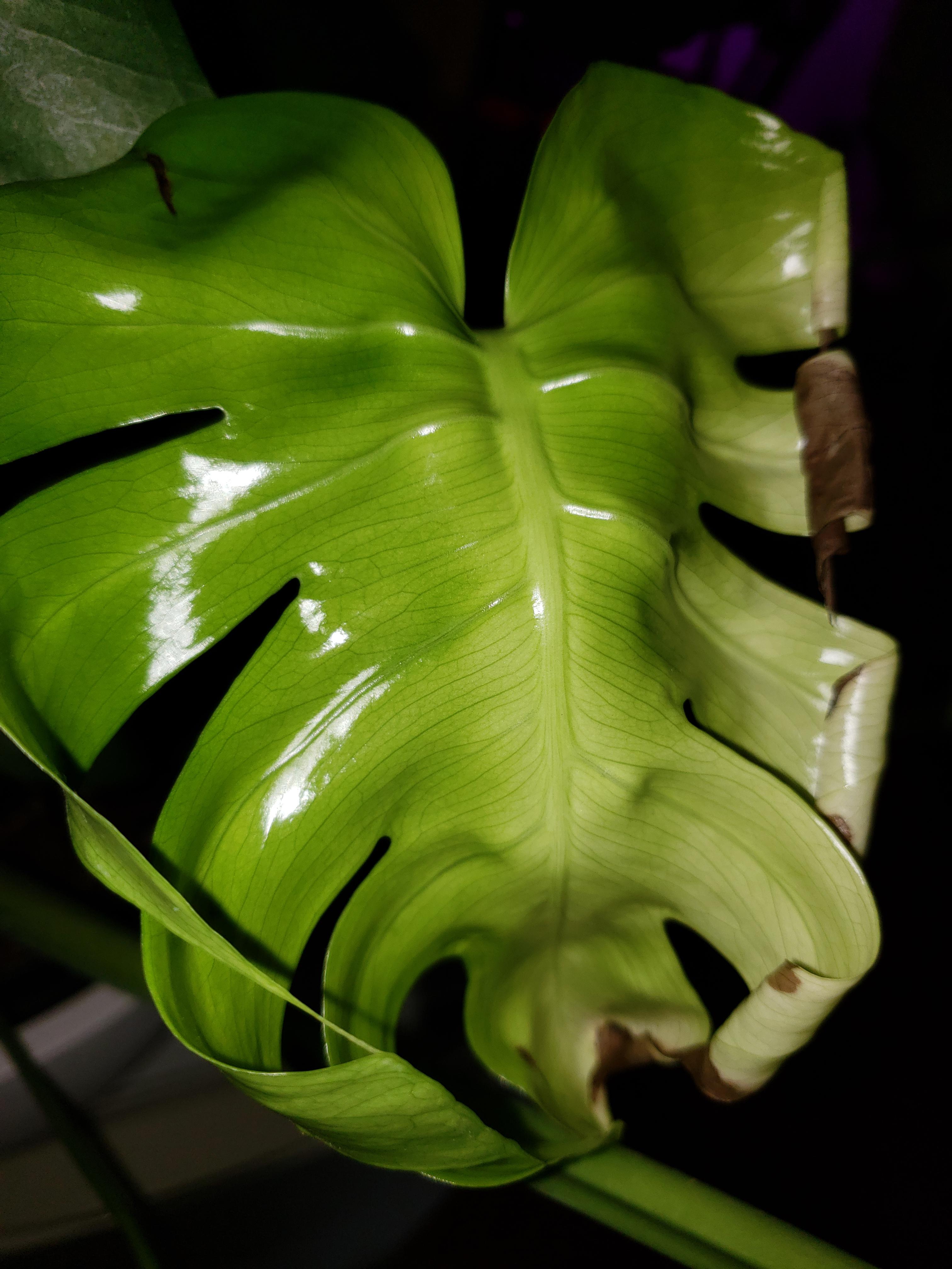 Monstera Leaves Unfurling Brown BacaanKita