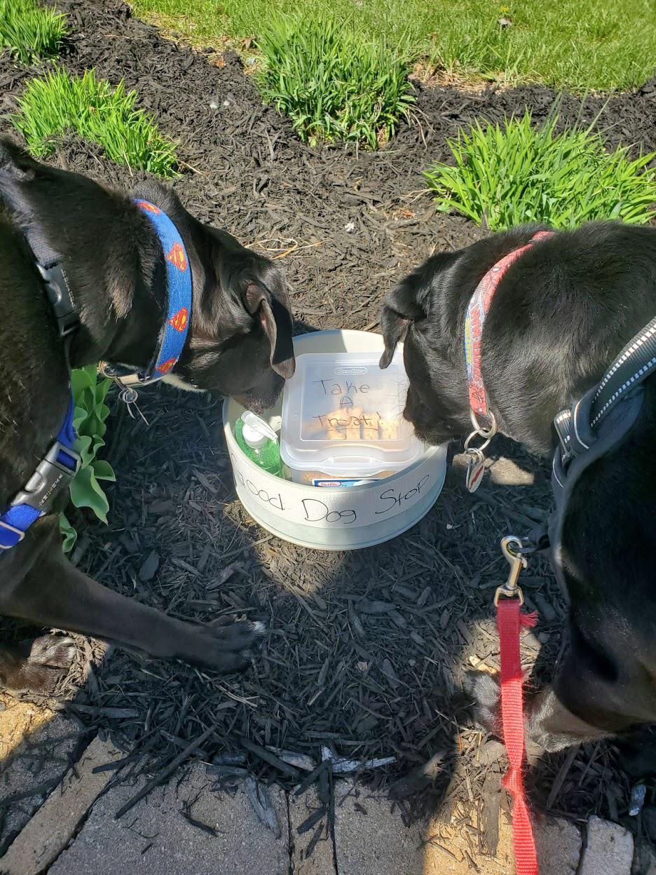 I take my dogs on a walk daily to get our minds off the quarantine. A