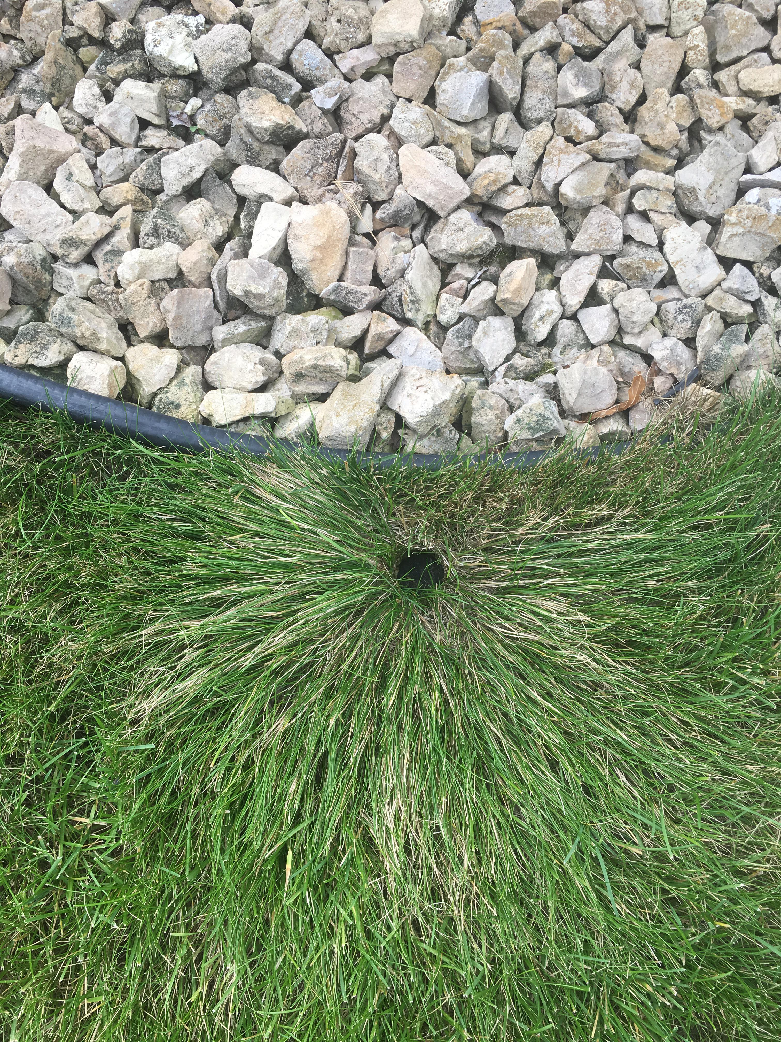 The way the grass grows around this irrigation spigot. r
