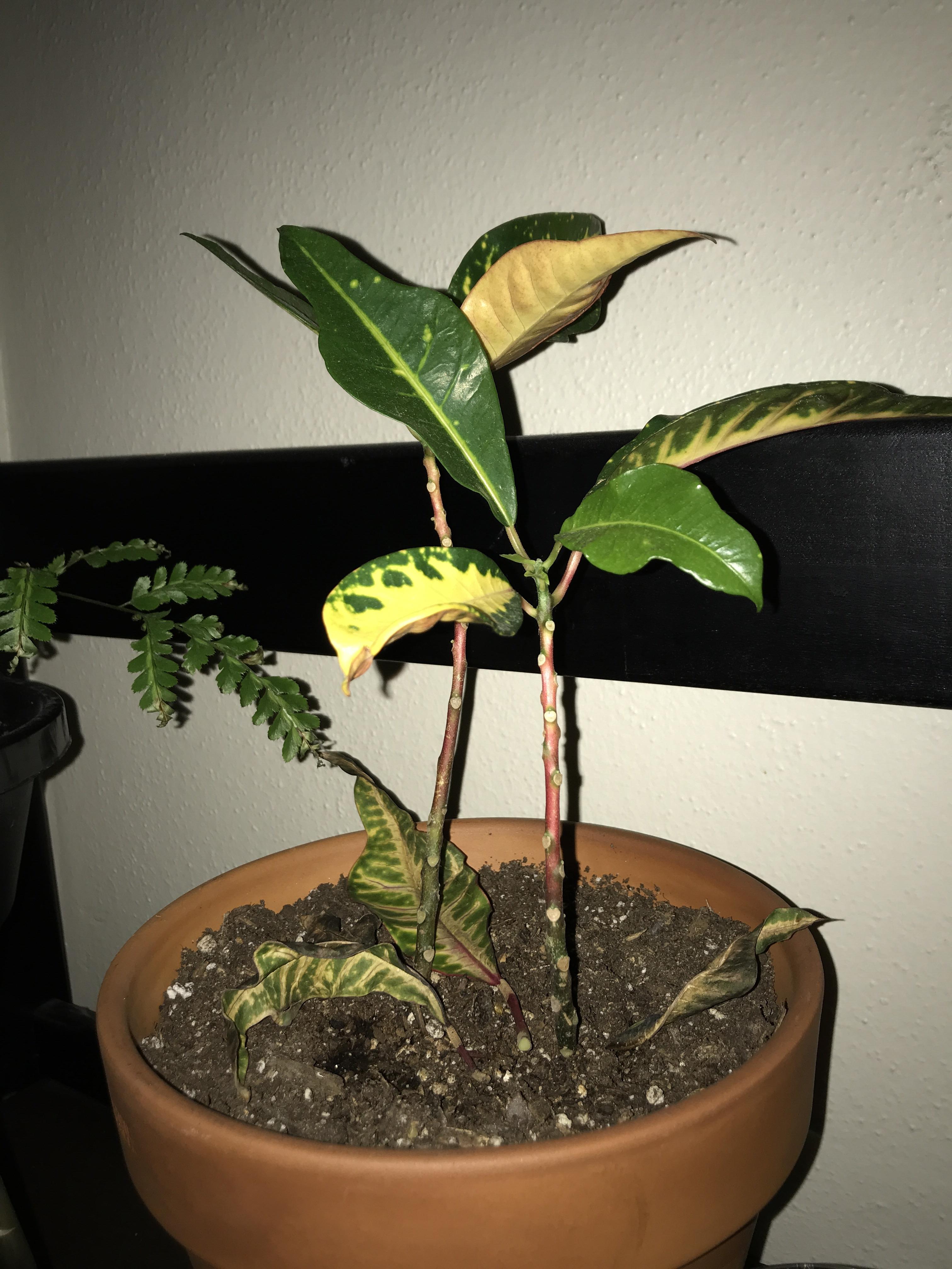 Any tips on how to help my poor Croton from dropping its leaves ? r