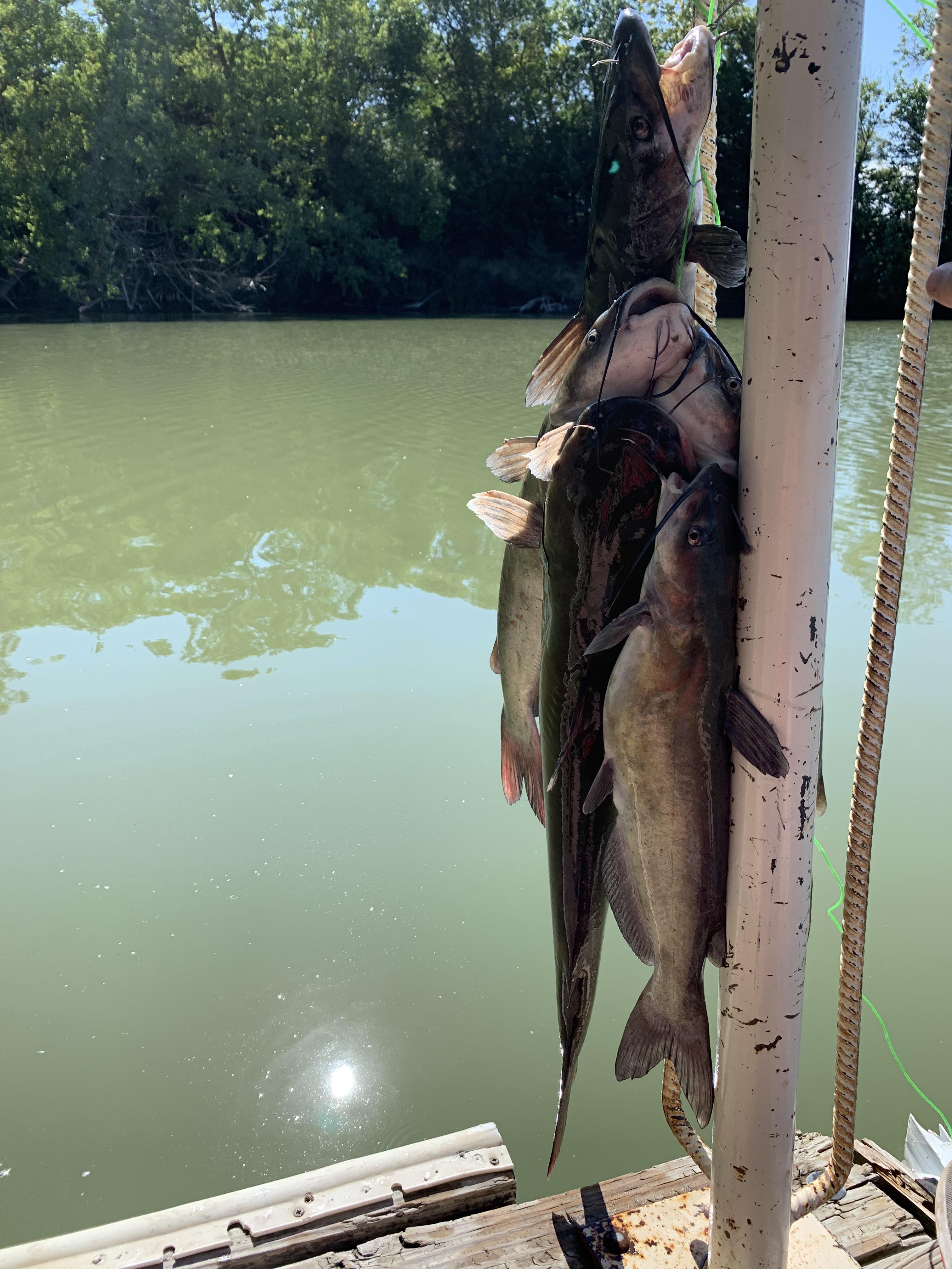 First time limb lines r/catfishing