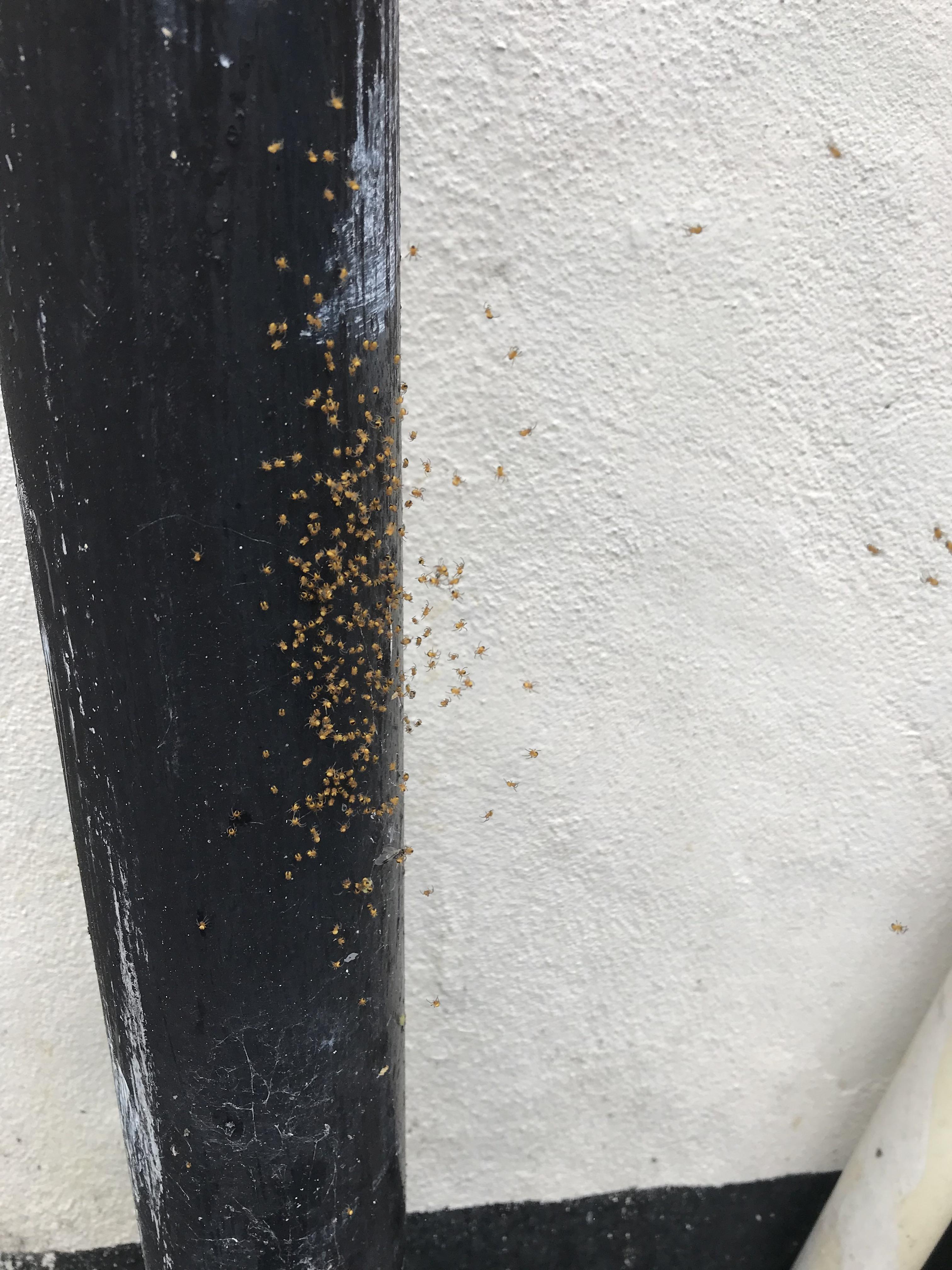 A lot of tiny spiders (probably just hatched) on a drain pipe in my