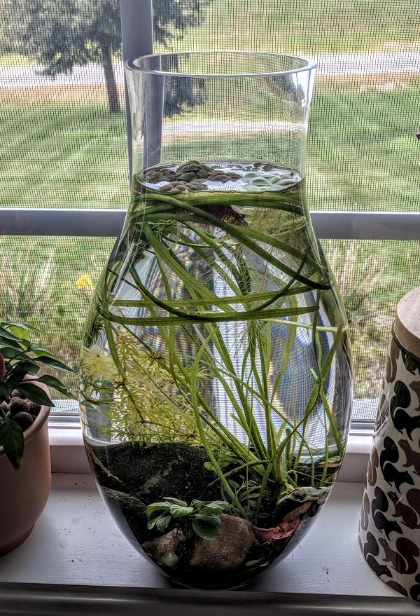 Vase Aquarium r/PlantedTank