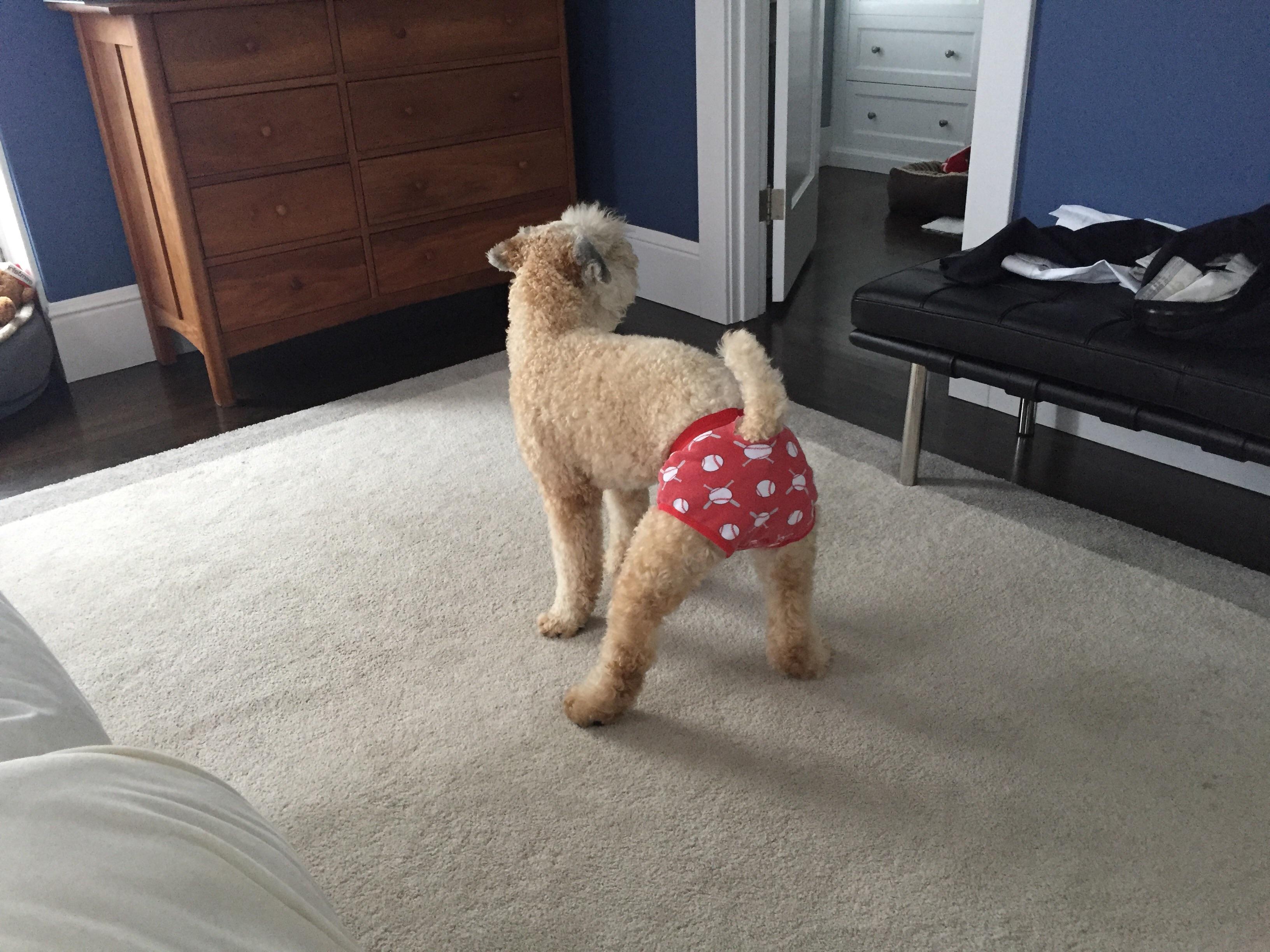Dogs need underwear to r/aww