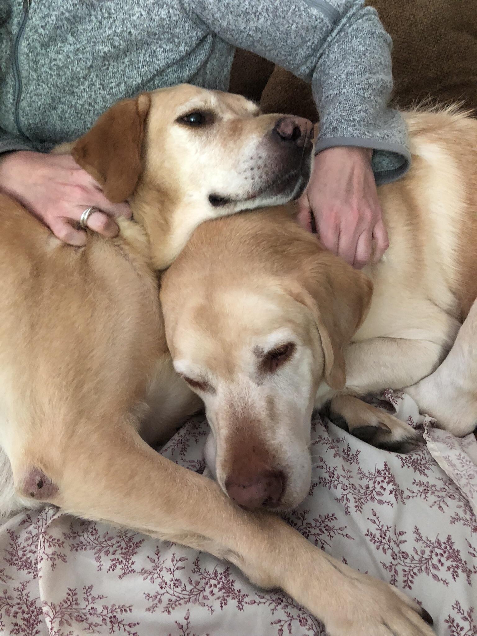 I adopted this bonded pair of 6yearold littermates yesterday. Jack