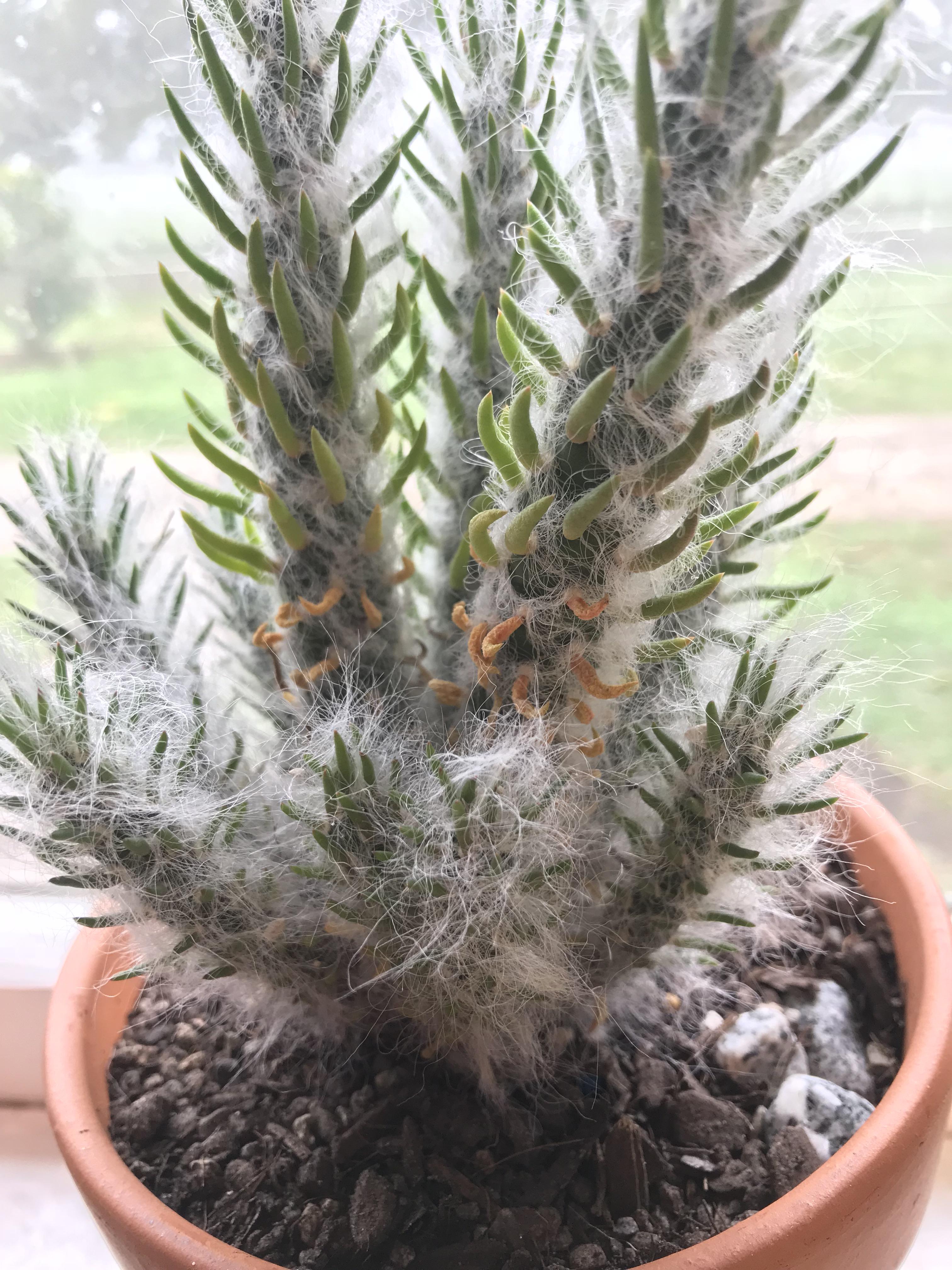 Advice please. How much water should I give? Plant appears to be drying