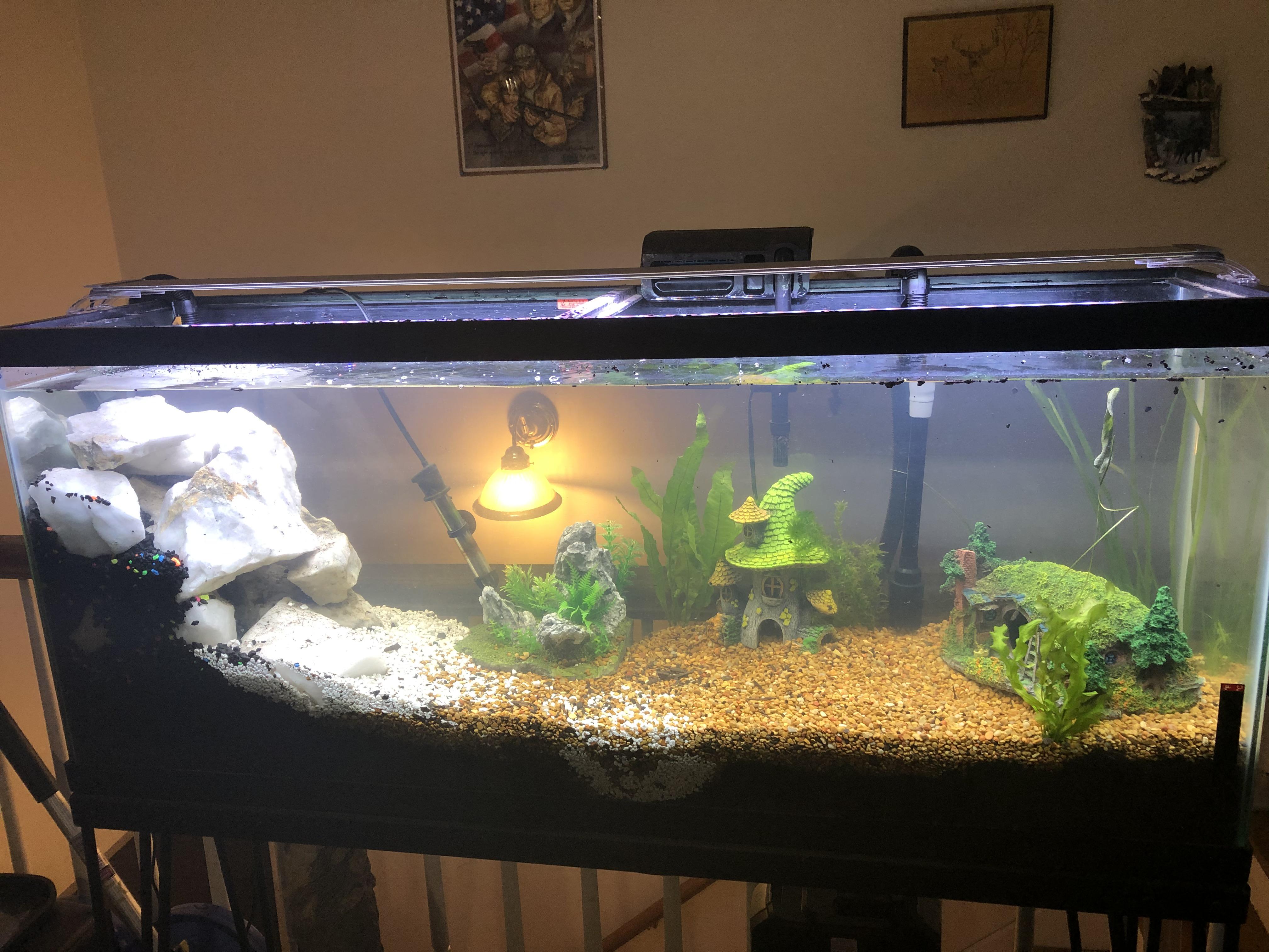 My new betta tank! r/Aquariums