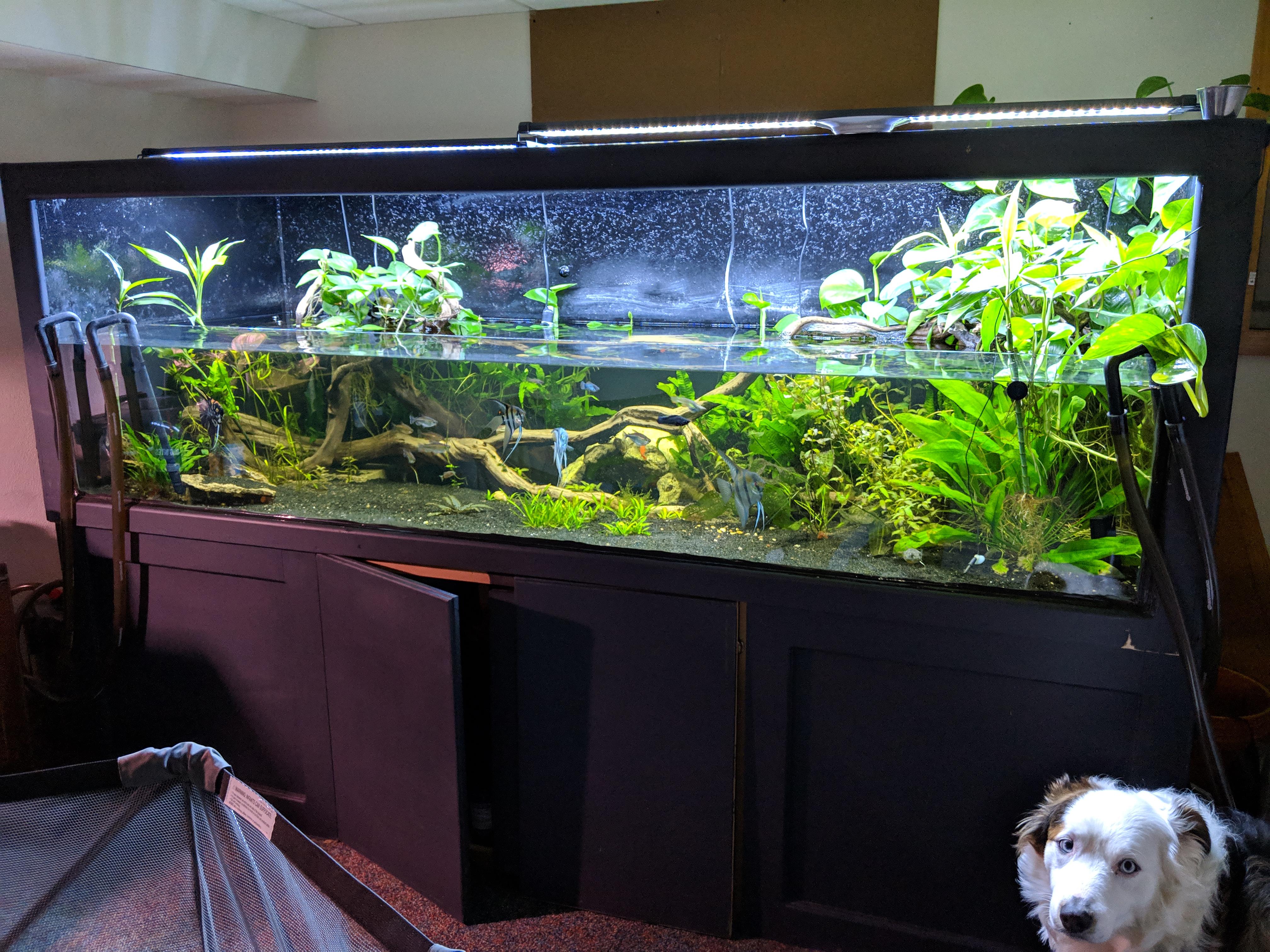 Havent posted my wood tank in a while. r/Aquariums