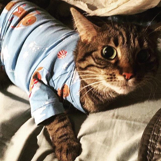 The cat’s pajamas r/cats
