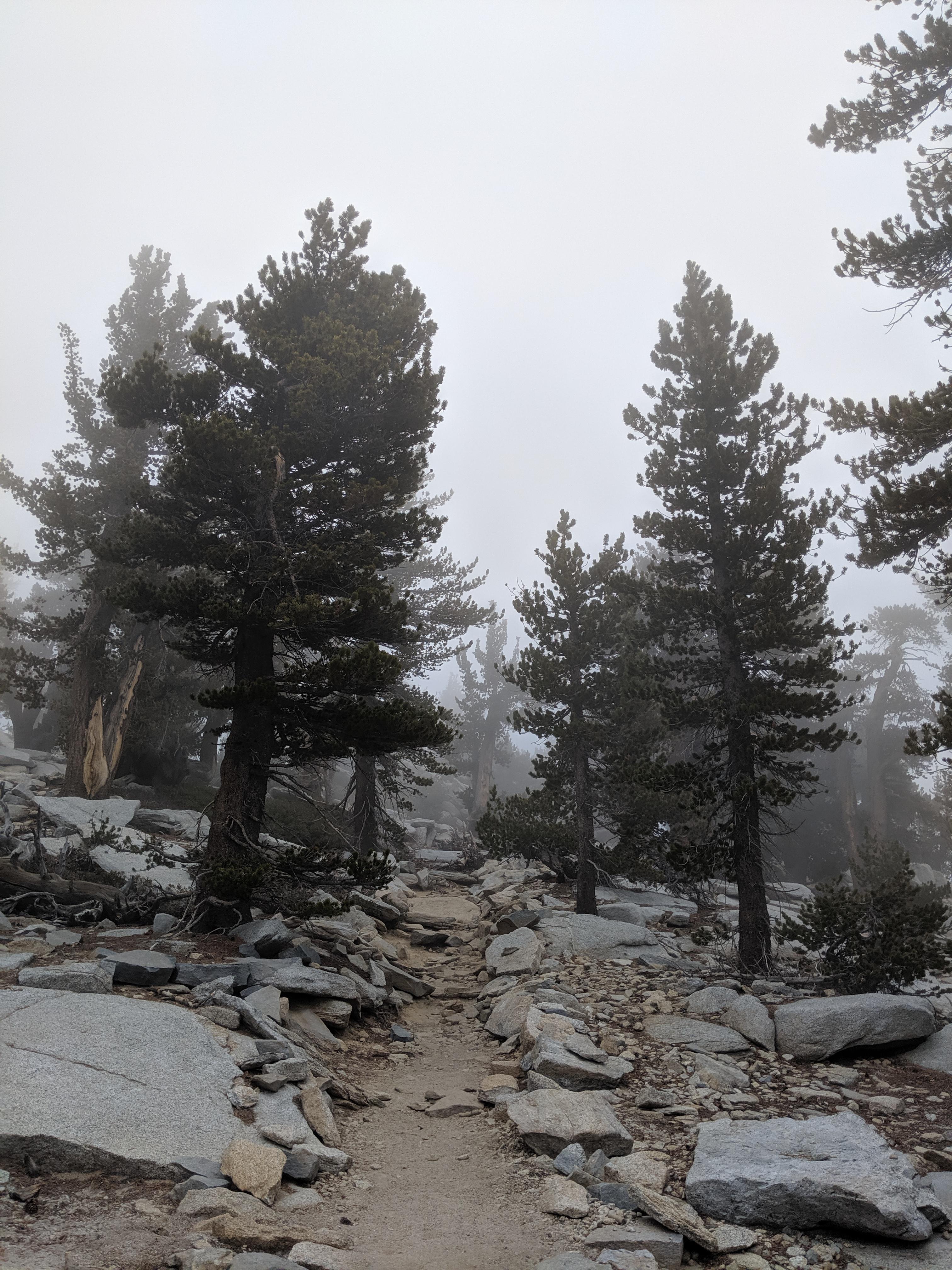 [3024 x 4032] These foggy woods of pinyon pines are located near the