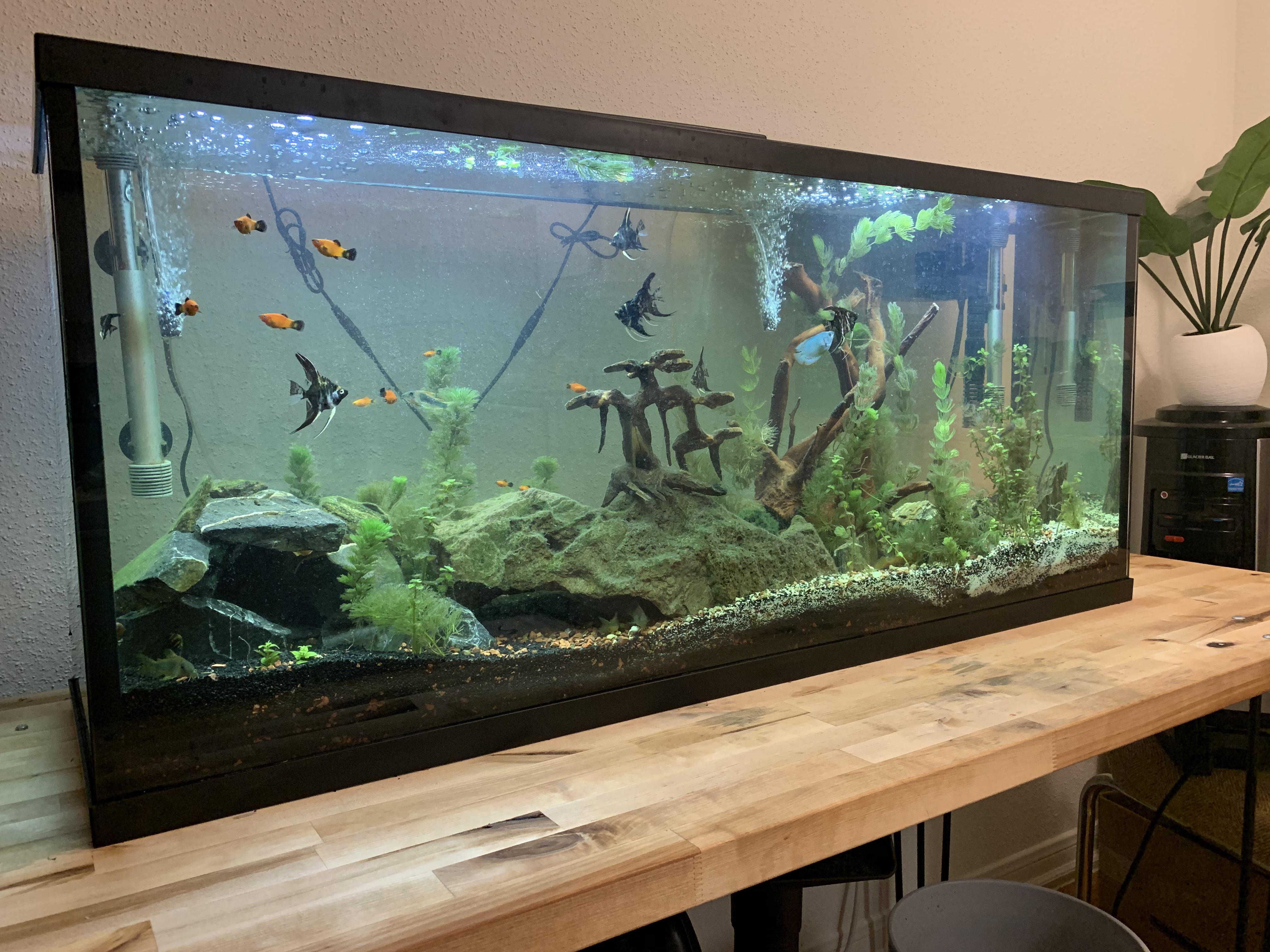 My 55 gallon community tank rate the setup r/Aquariums