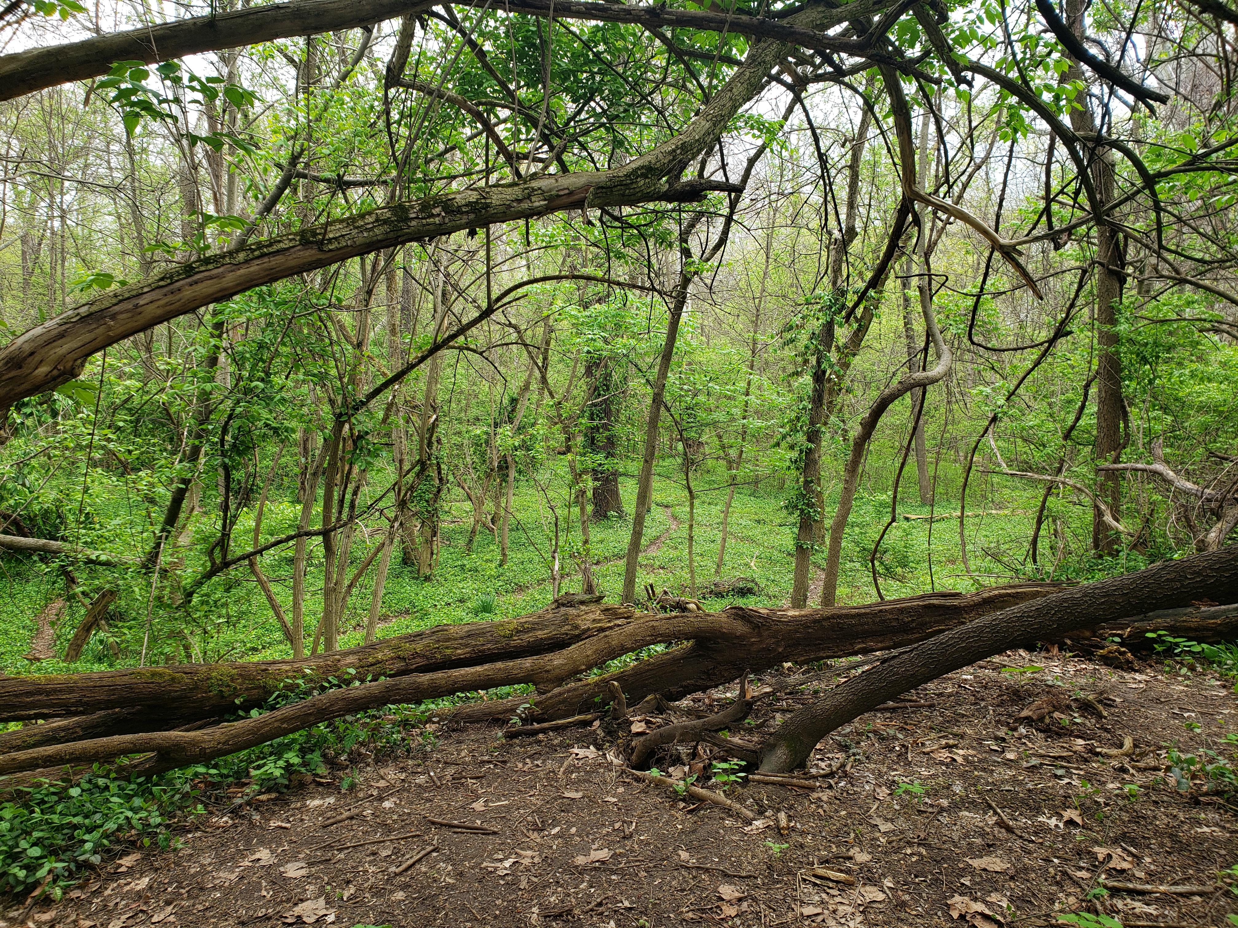 I still can't get thru the log to the secret woods ; ( StardewValley