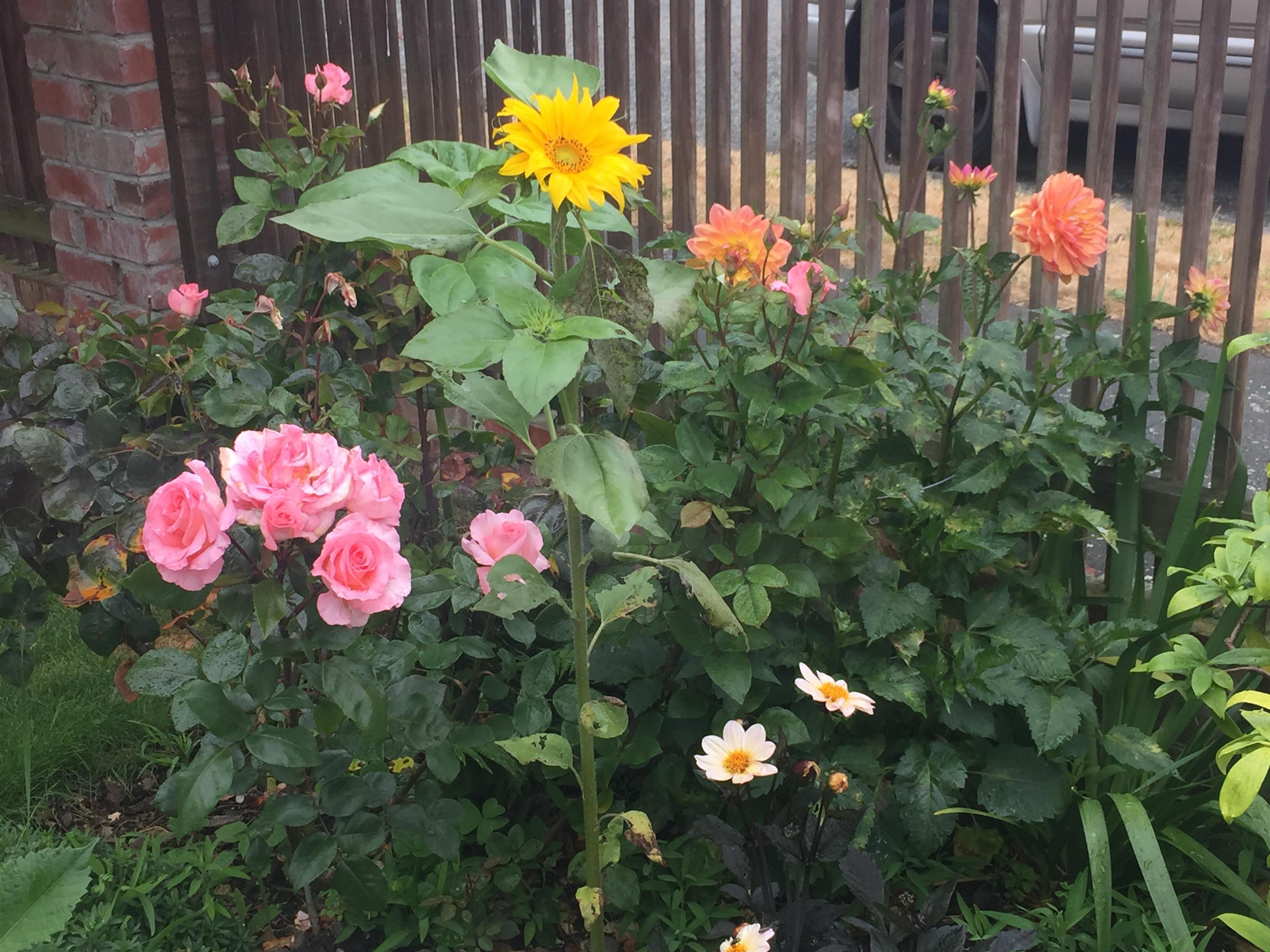 Sunflower, roses, dahlias a little colourful corner of my garden r