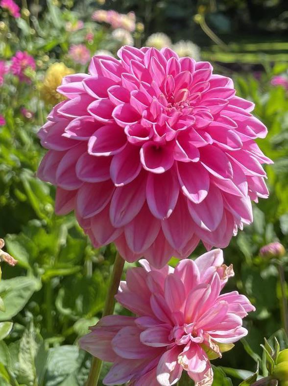 My first dahlia blooms this year! Burlesca (pom pom) and City of Leiden