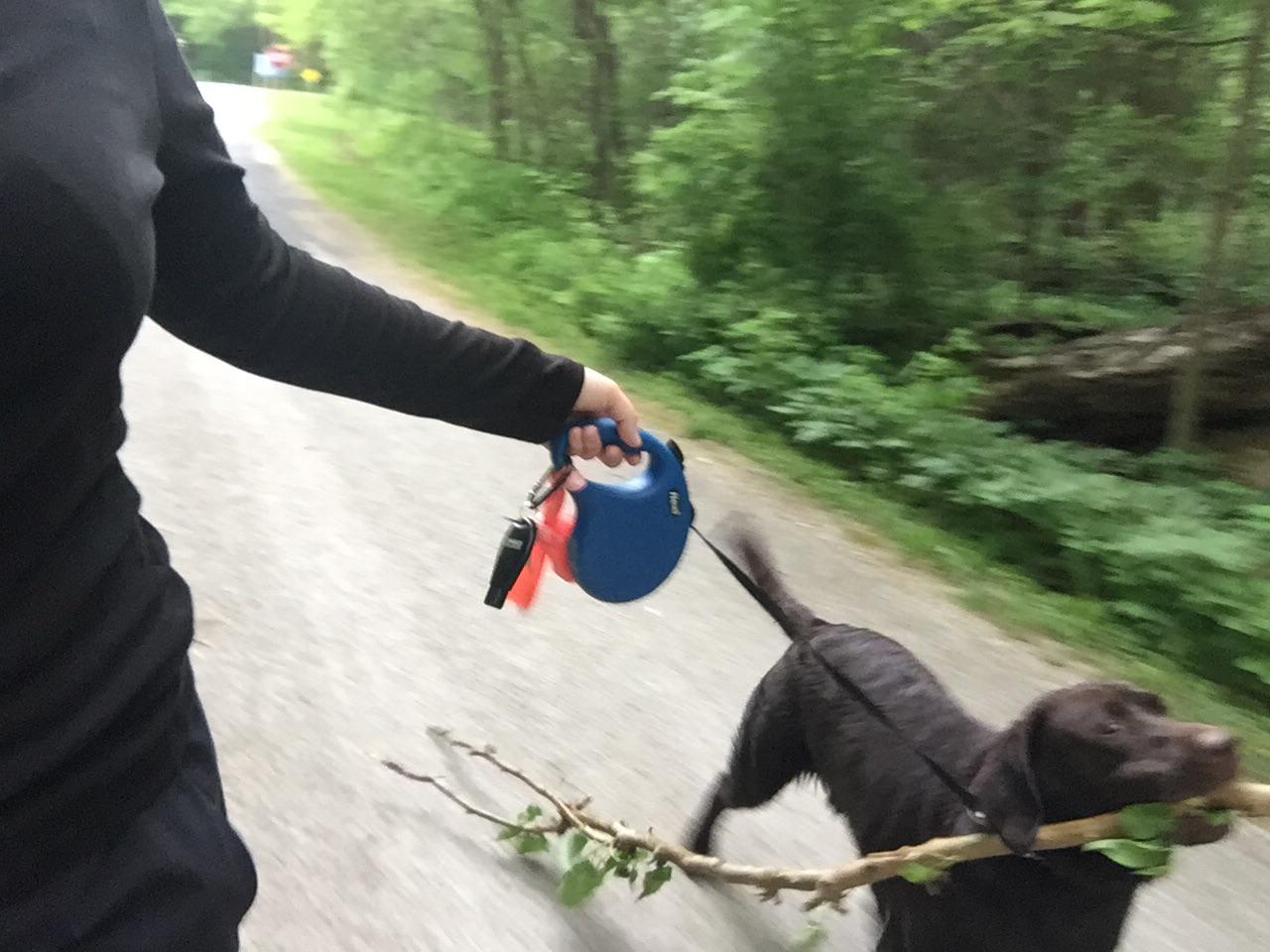 Did you even walk your lab if he isn’t soaking wet and carrying the