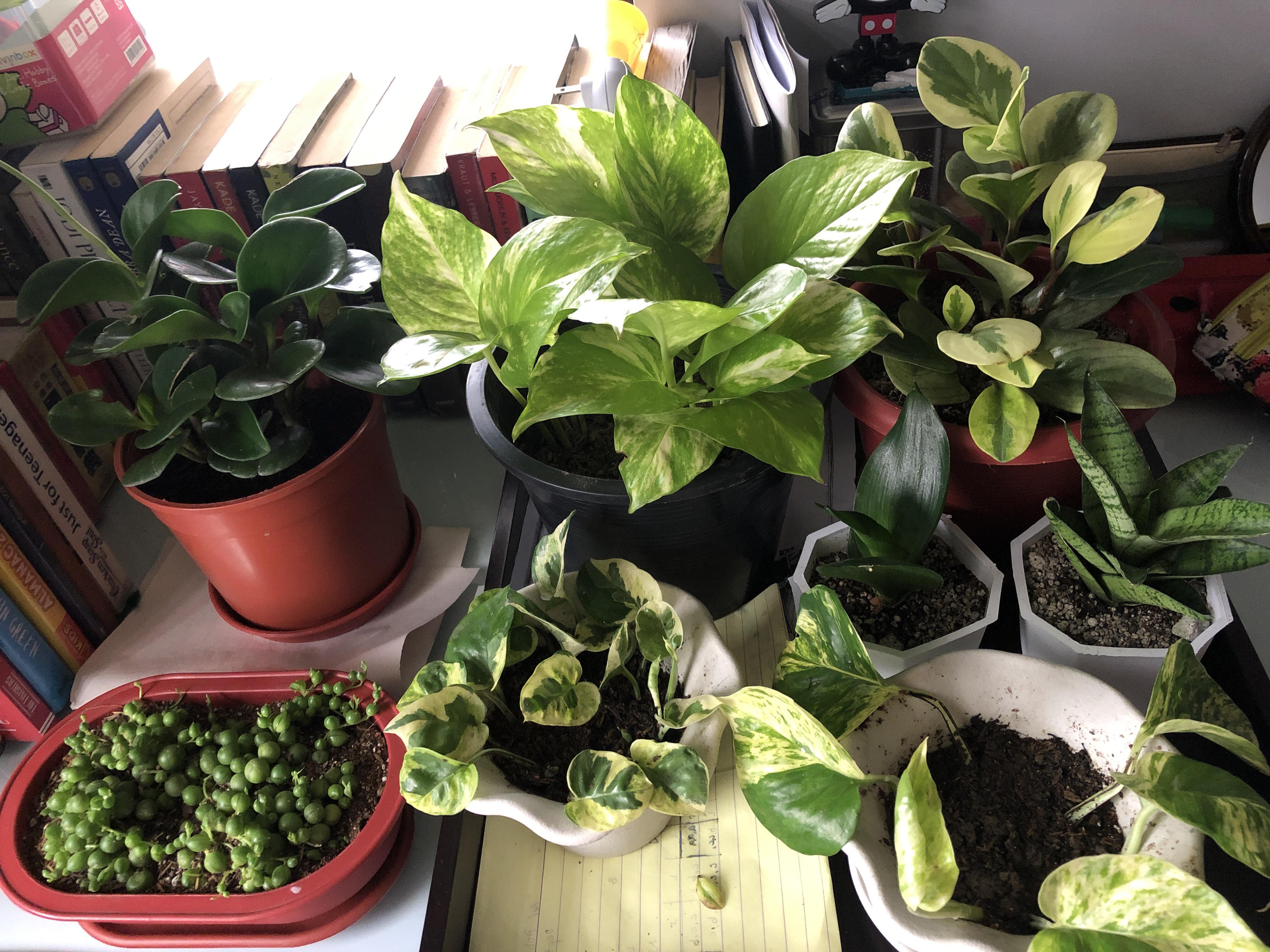 Starting my plant collection with some easy to care for house plants 😊 cant wait for them to