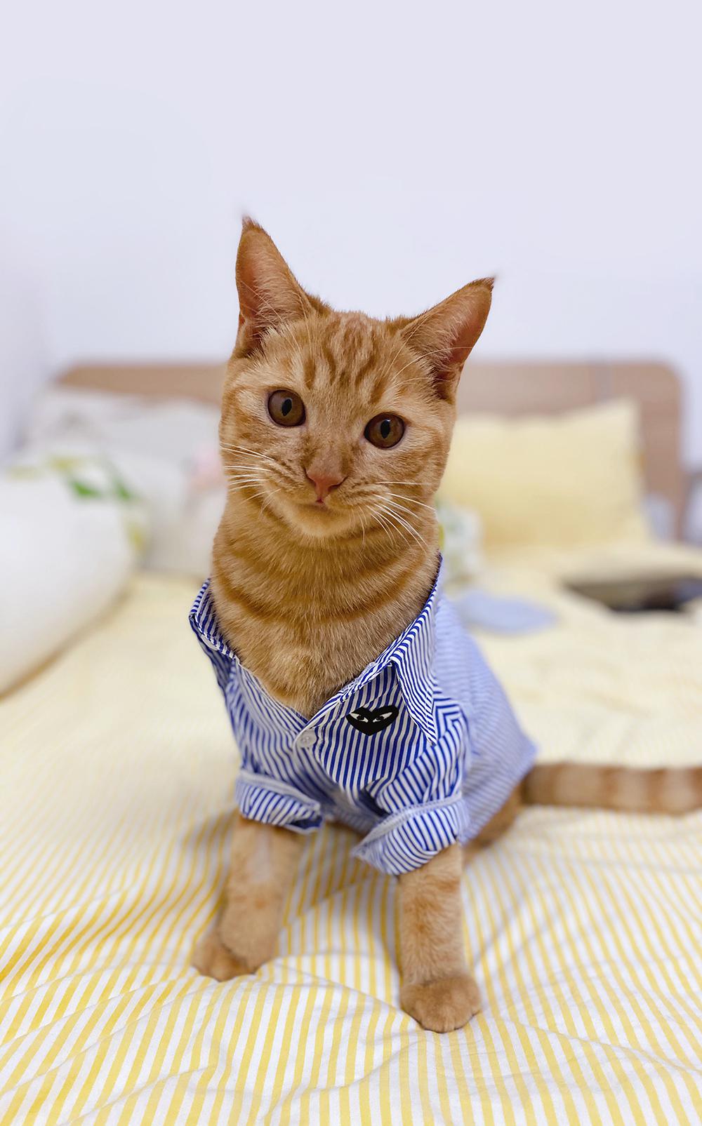 I just want to share a photo of my cat wearing a shirt r/aww