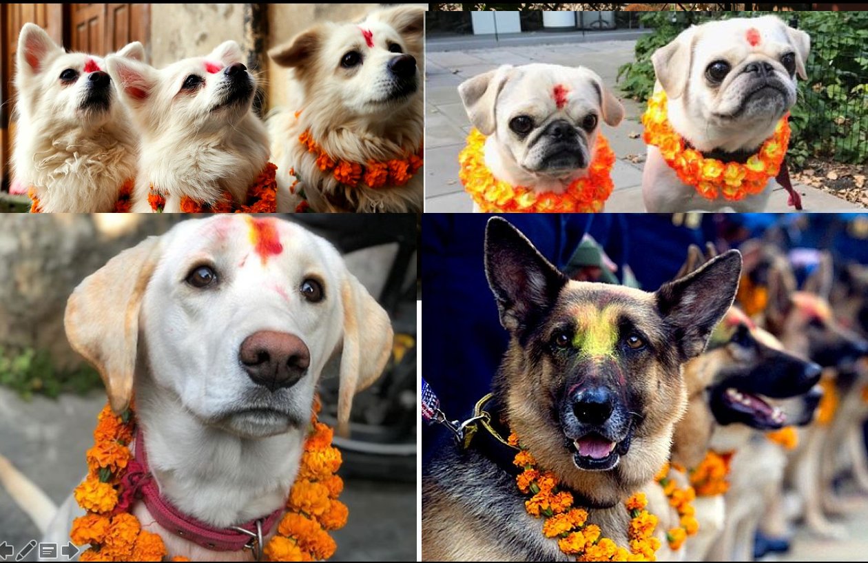 Today is the day of the year again in Nepal where dogs' loyalty and