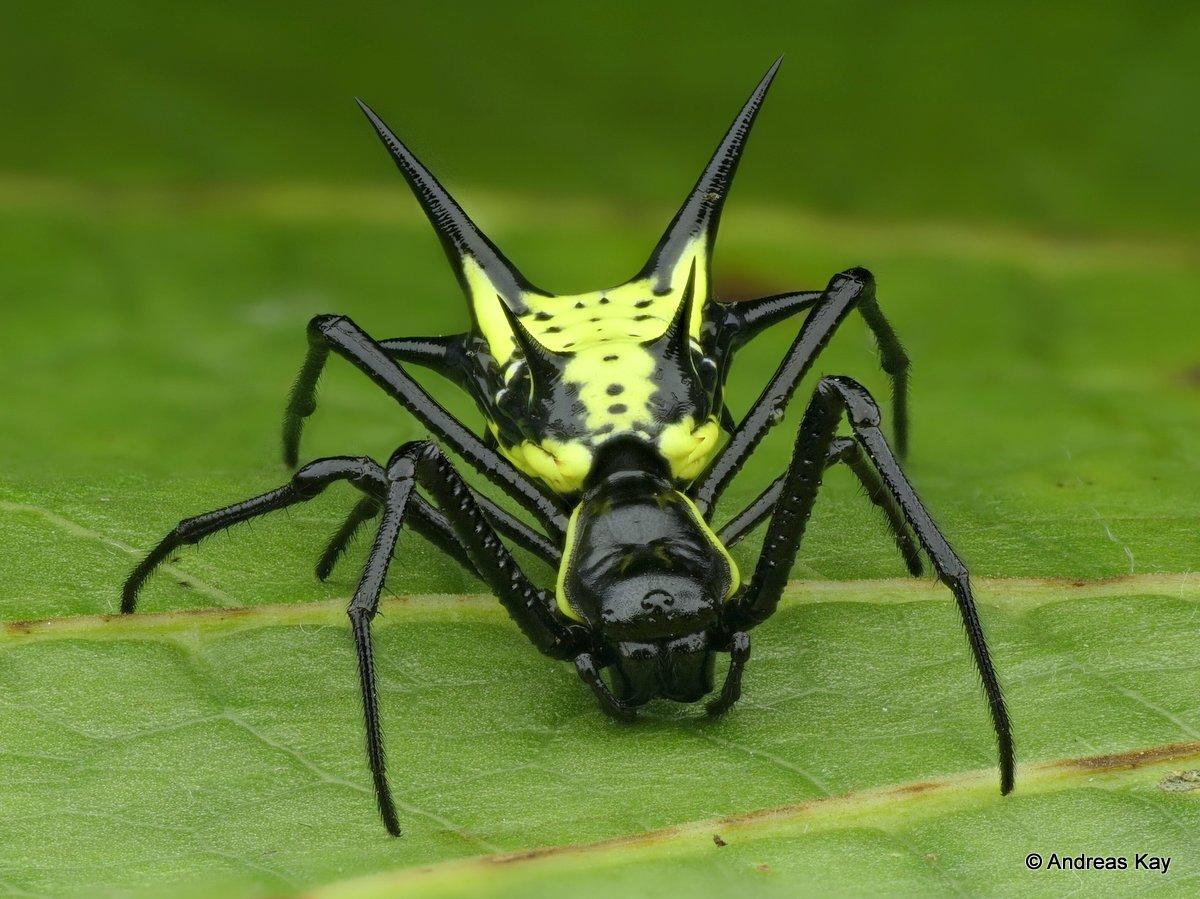 Spiny Orb Weaver r/natureismetal